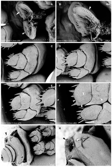 A New Species of Parasitic Copepod, Nemesis santhadevii ...