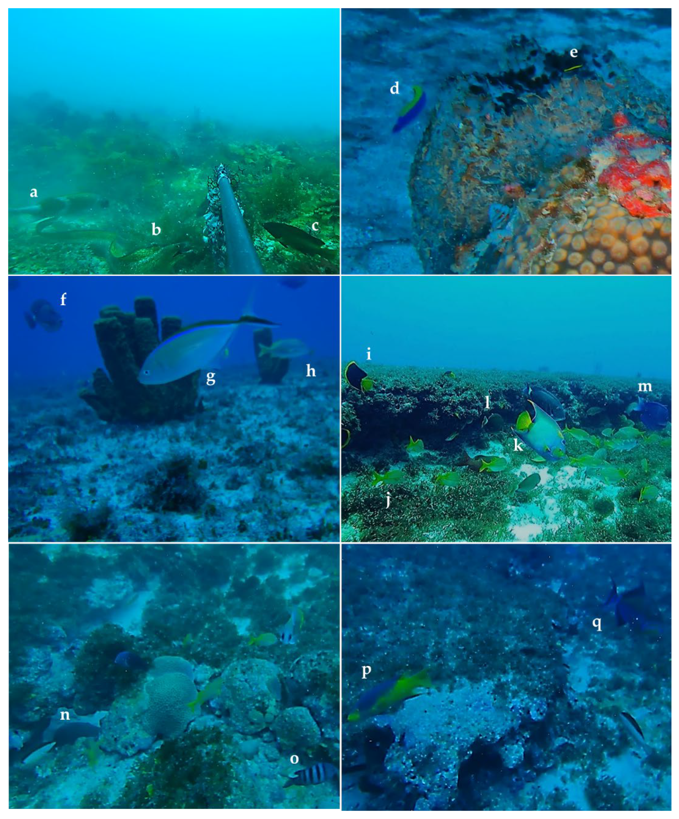 Diversity 14 00760 g008 550