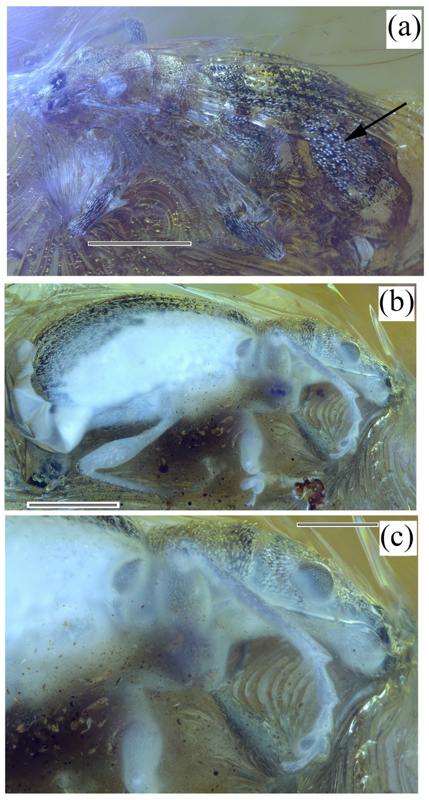 Diversity 14 00767 g001 550