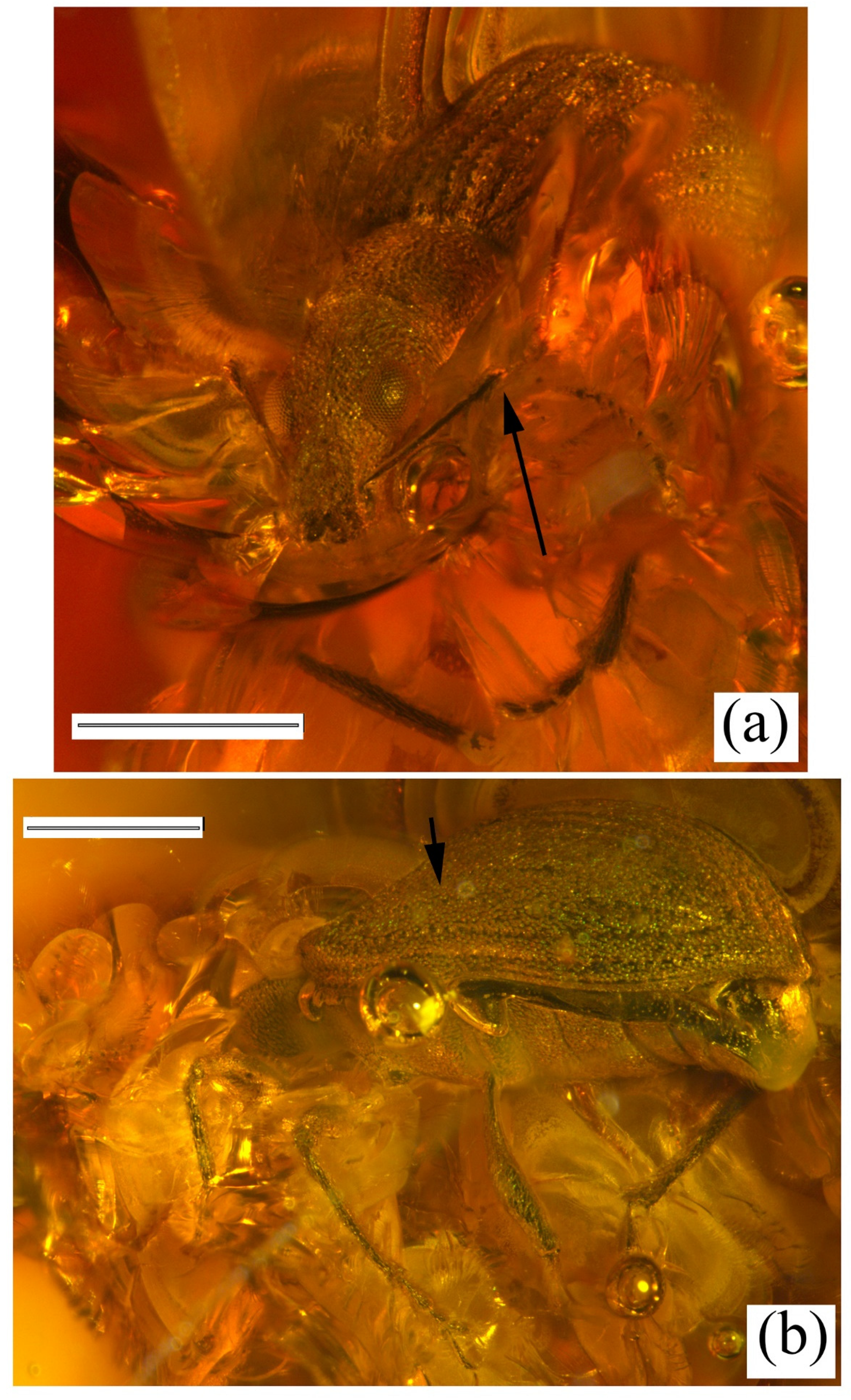 Diversity 14 00767 g003 550