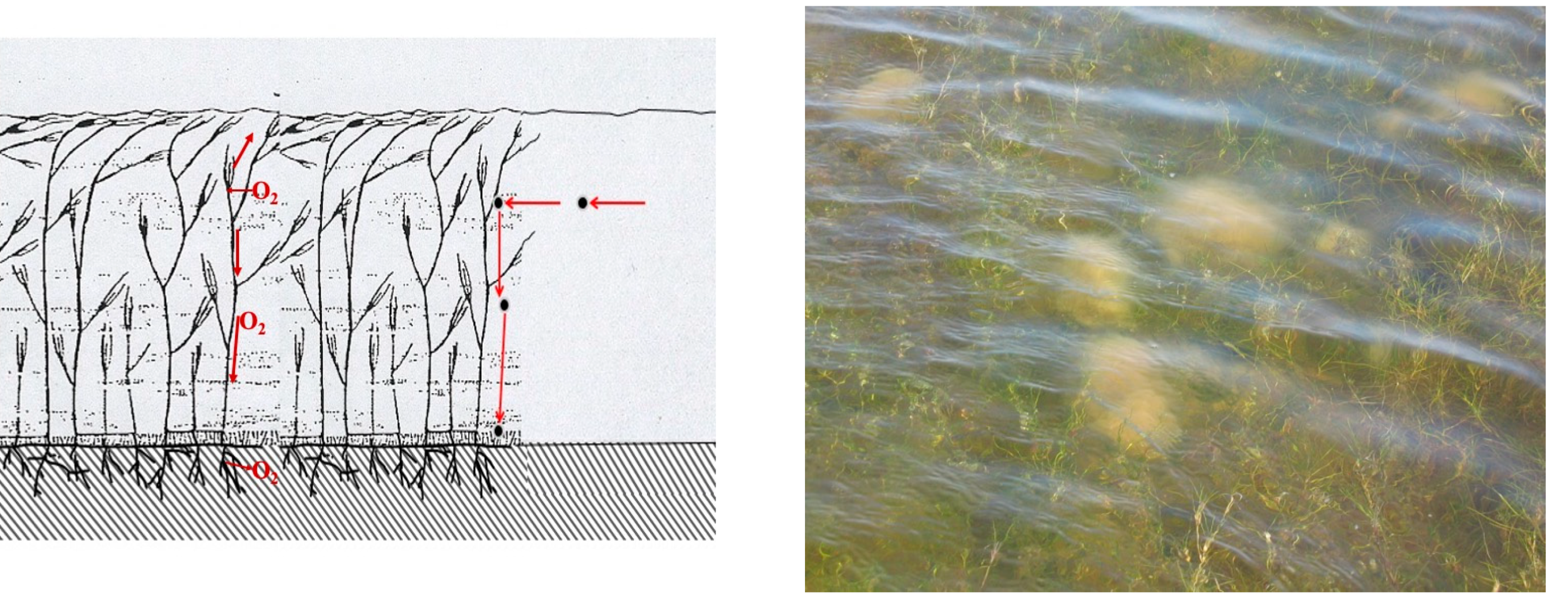 Diversity 14 00771 g007