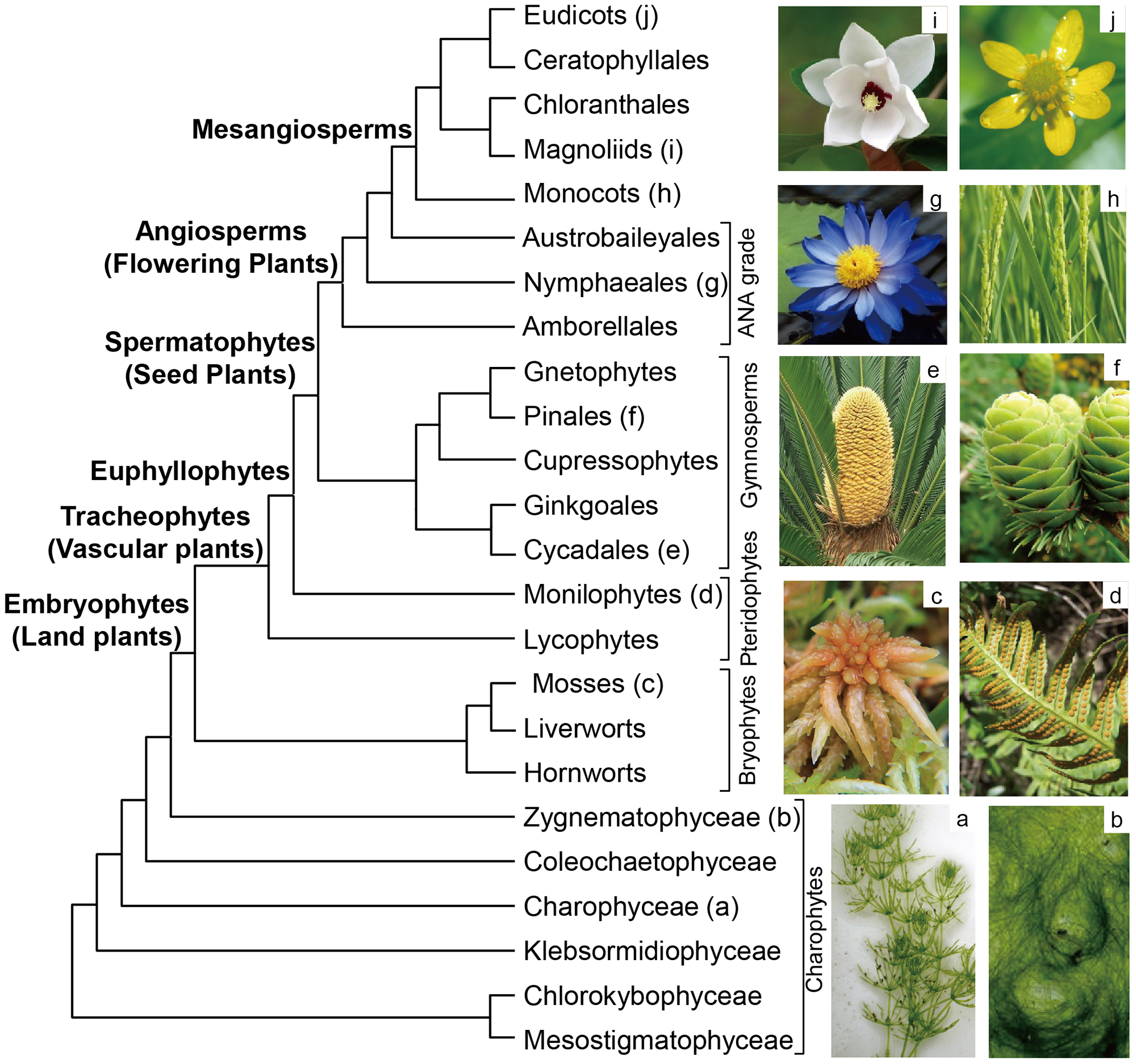 vascular plant cladogram