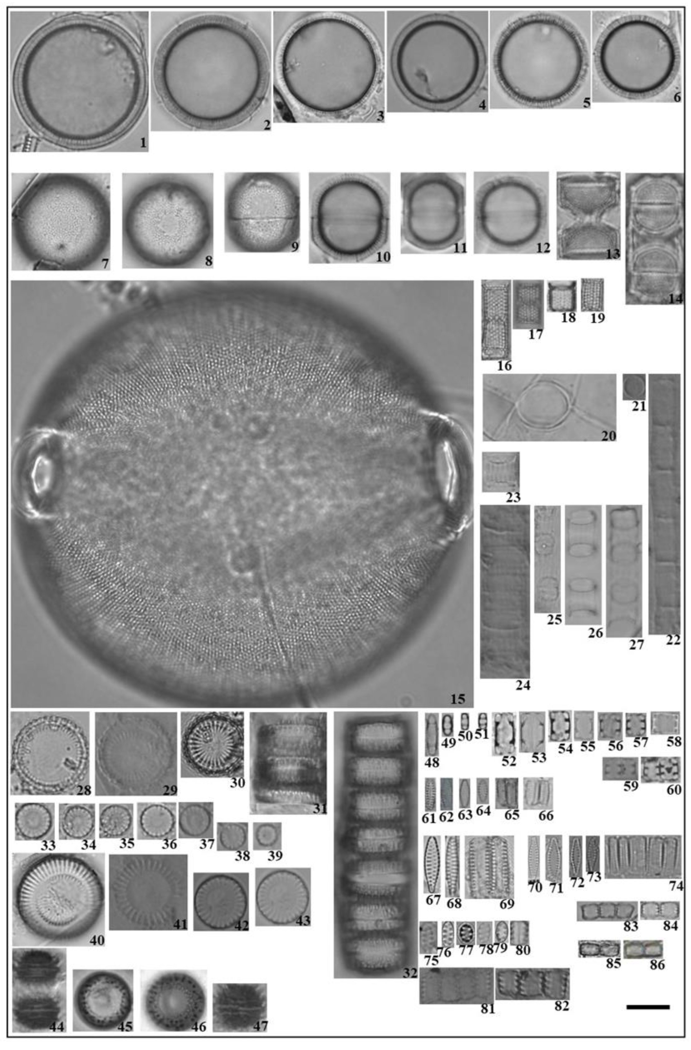 Diversity 14 00787 g003