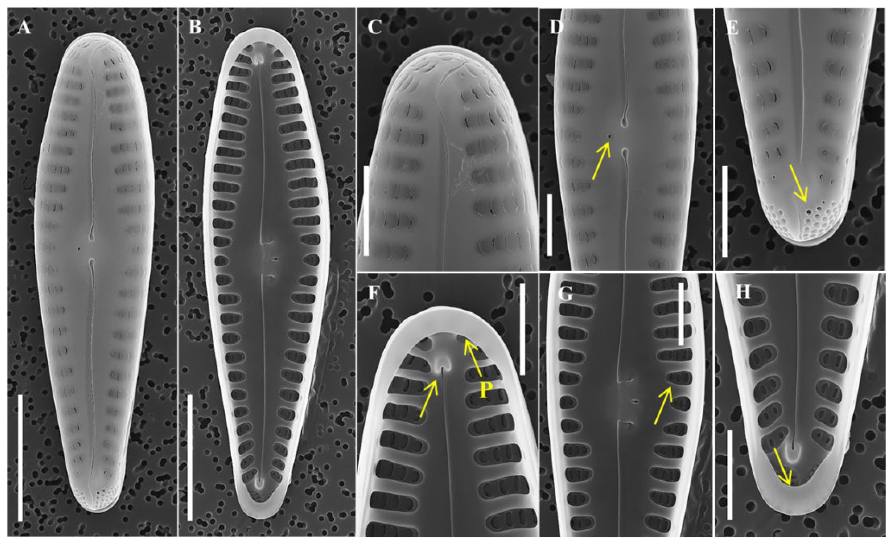 Diversity 14 00790 g007