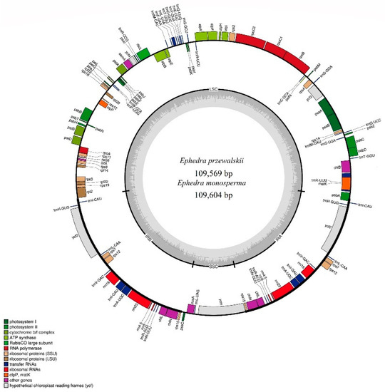 Comparative Plastome Analyses of Ephedra przewalskii and E Comparative Plastome Analyses of Ephedra przewalskii and E