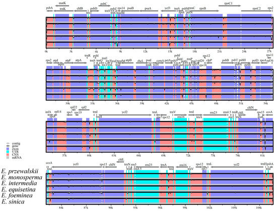 Comparative Plastome Analyses of Ephedra przewalskii and E