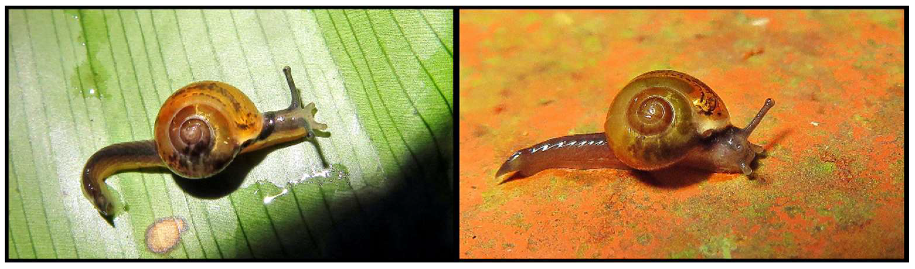 Diversity 14 00815 g003 Diversity 14 00815 g003