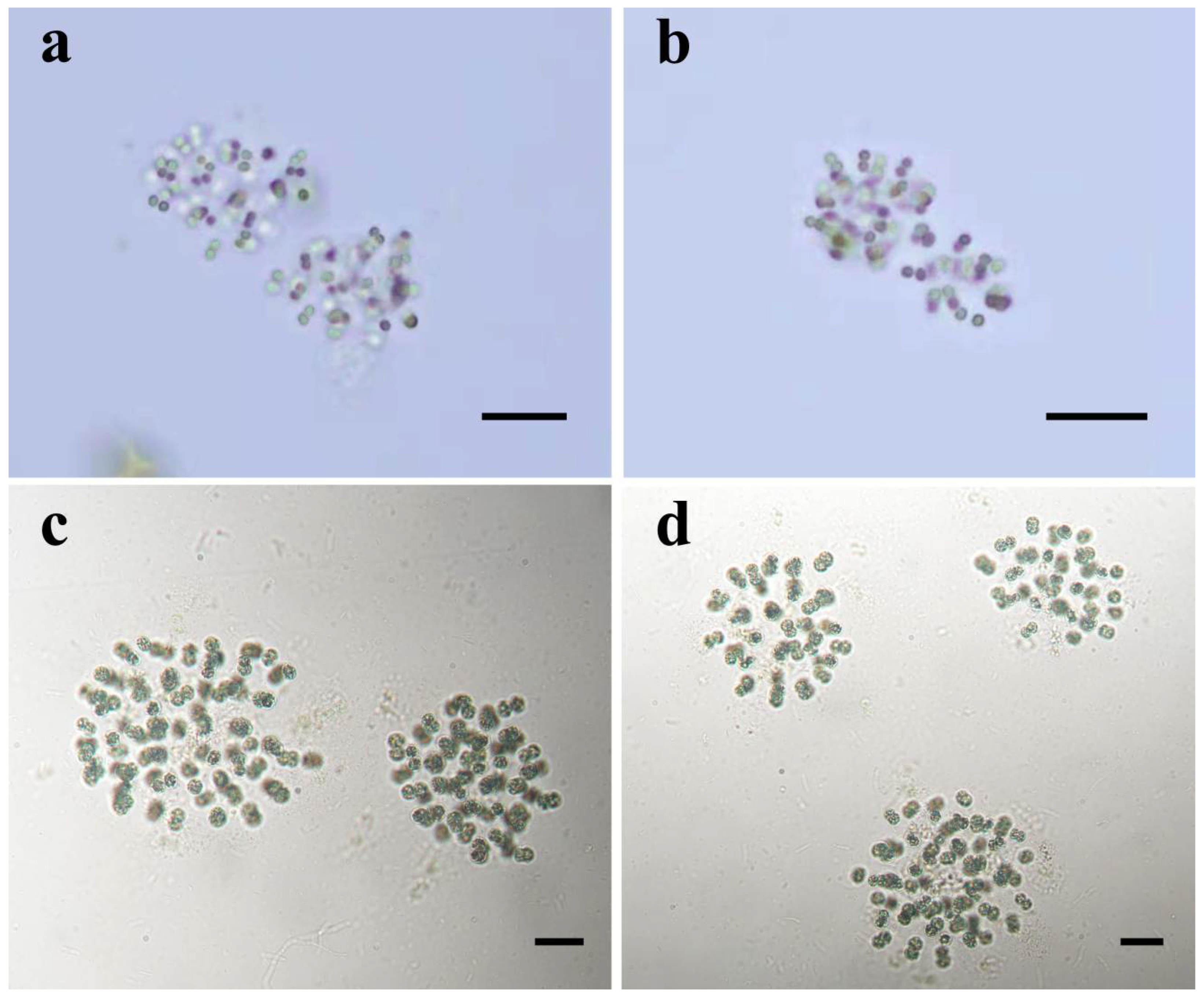 Diversity 14 00816 g001 Diversity 14 00816 g001