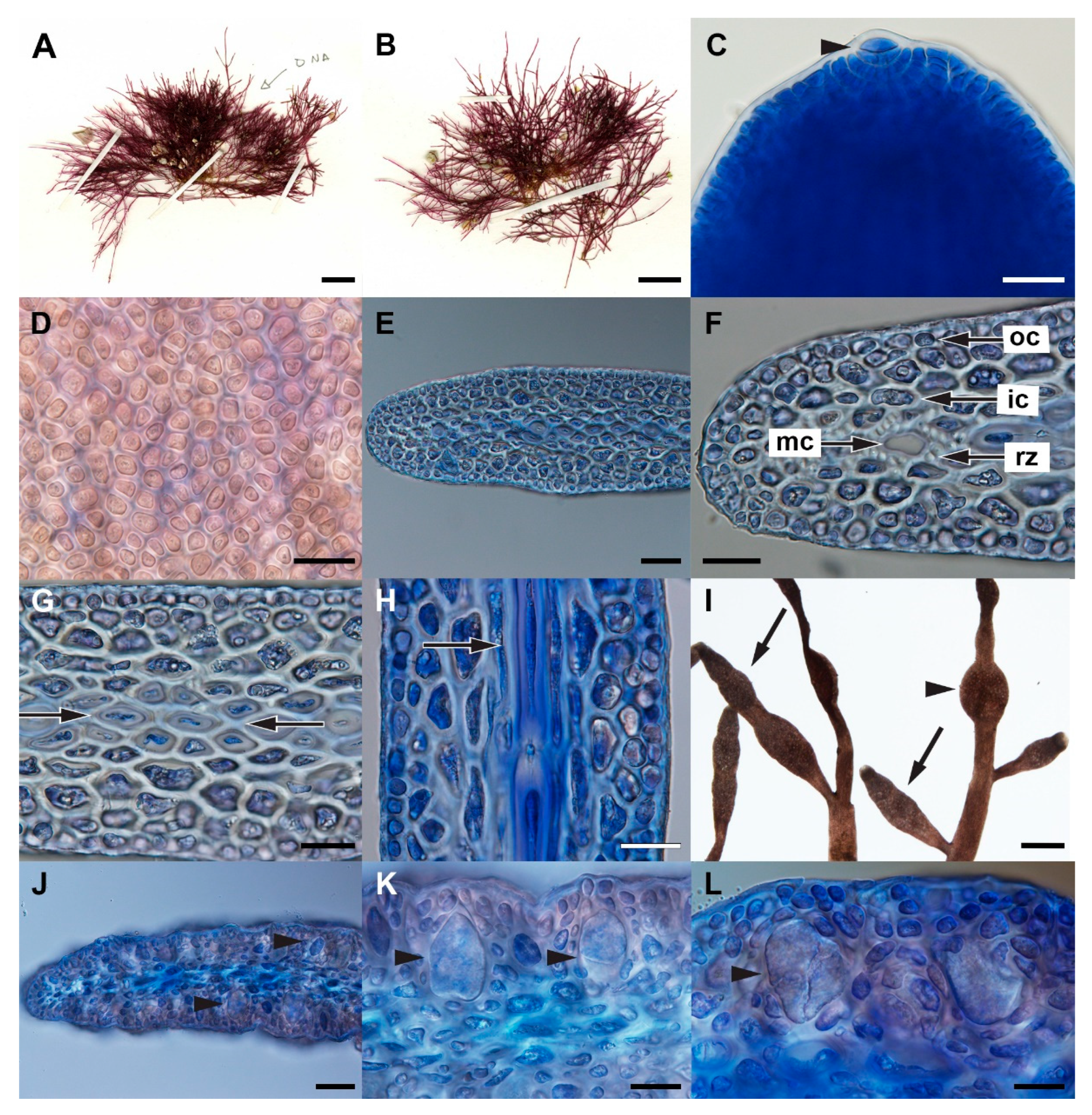 Diversity 14 00826 g004