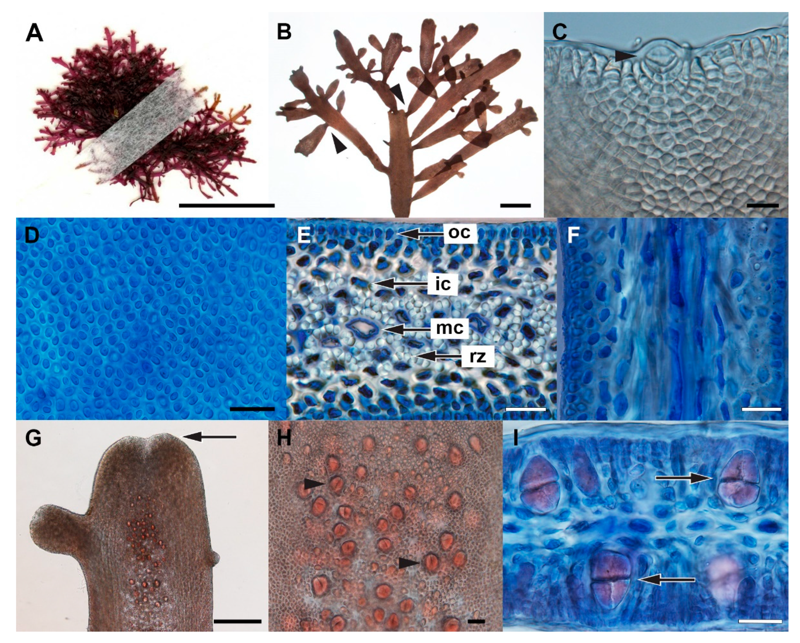 Diversity 14 00826 g005