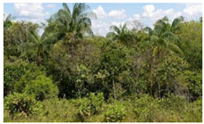 Diversity 14 00846 i004 Diversity 14 00846 i004