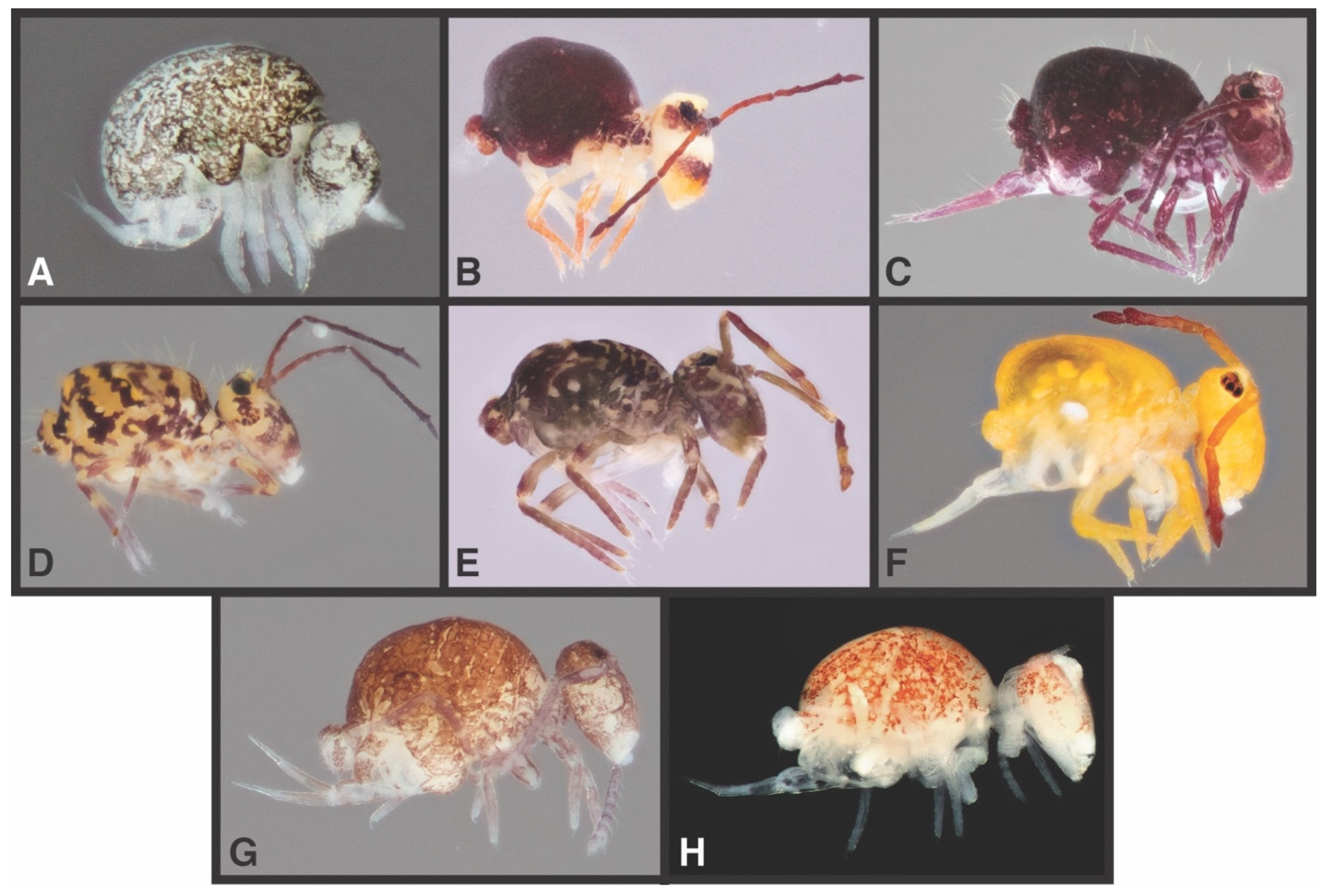 Diversity 14 00847 g004