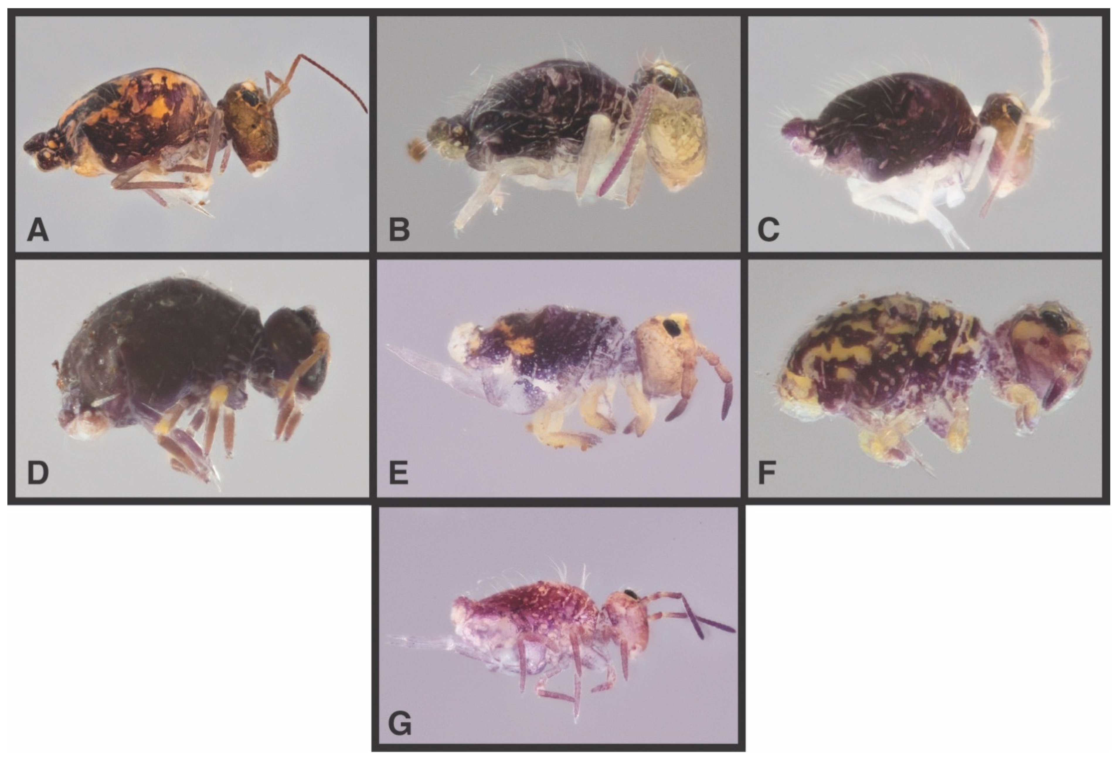 Diversity 14 00847 g006