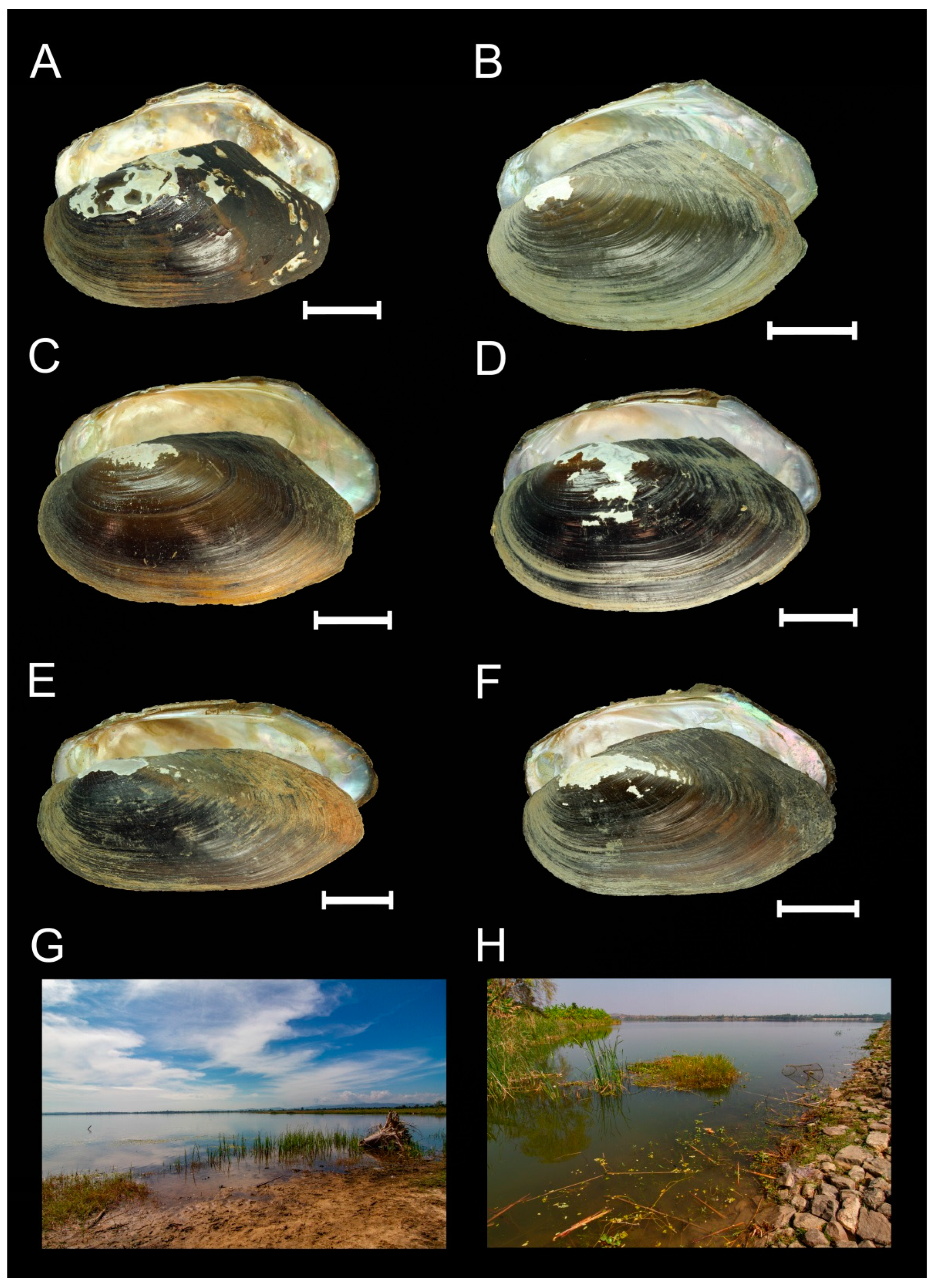 Diversity 14 00848 g003 Diversity 14 00848 g003