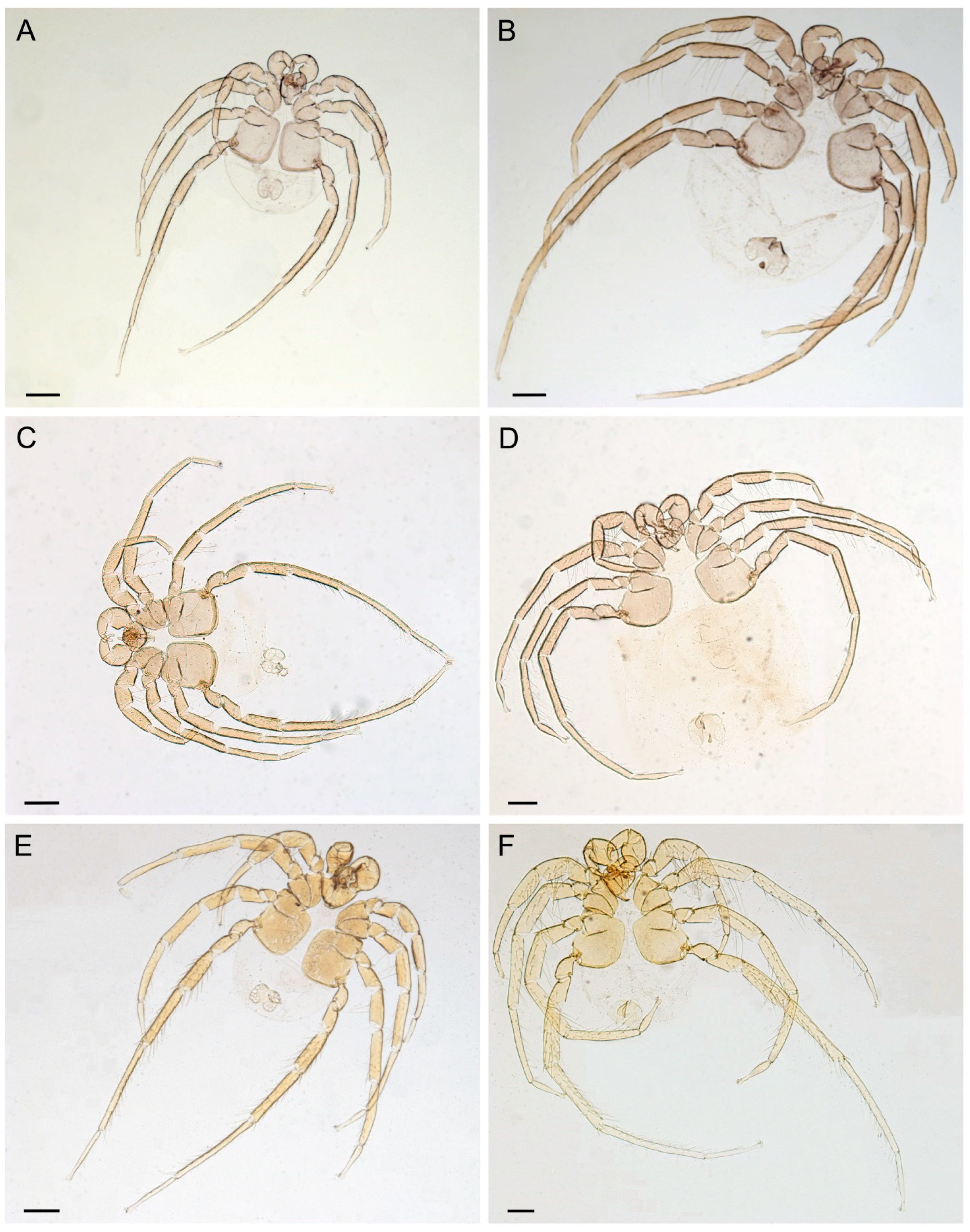 Diversity 14 00848 g004 Diversity 14 00848 g004