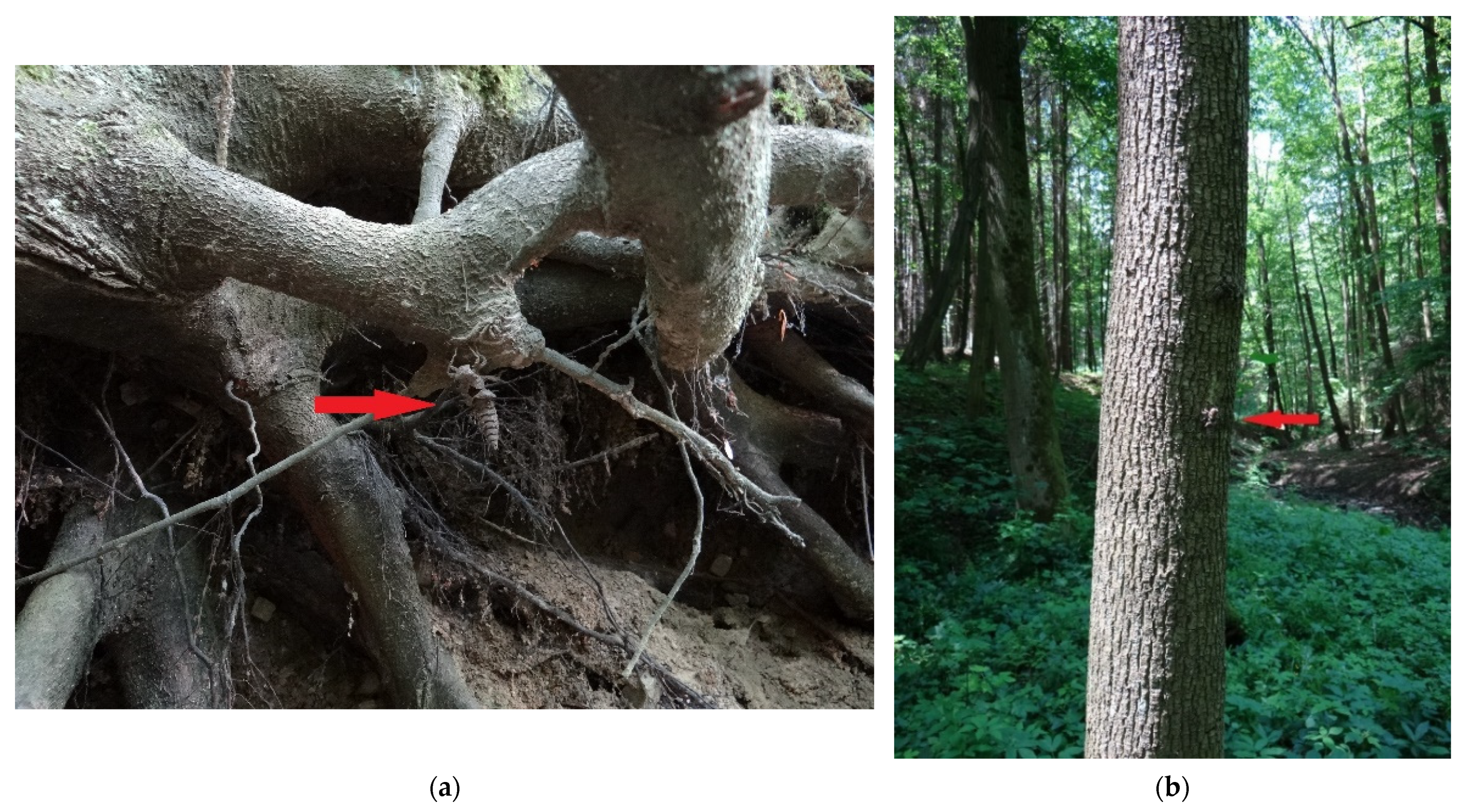 Diversity 14 00854 g006 Diversity 14 00854 g006