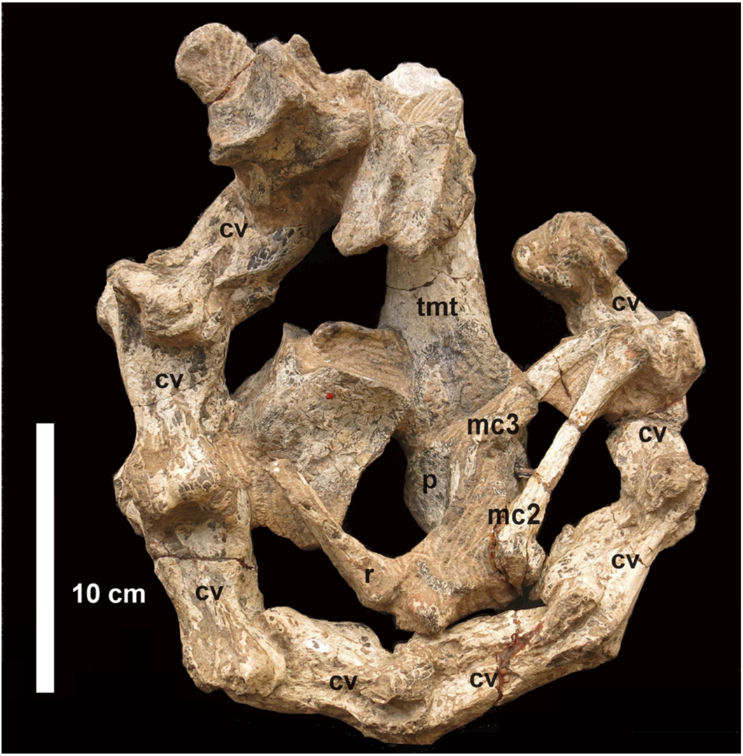 The First-Named Fossil Ostrich: A Revision of Struthio The First-Named Fossil Ostrich: A Revision of Struthio