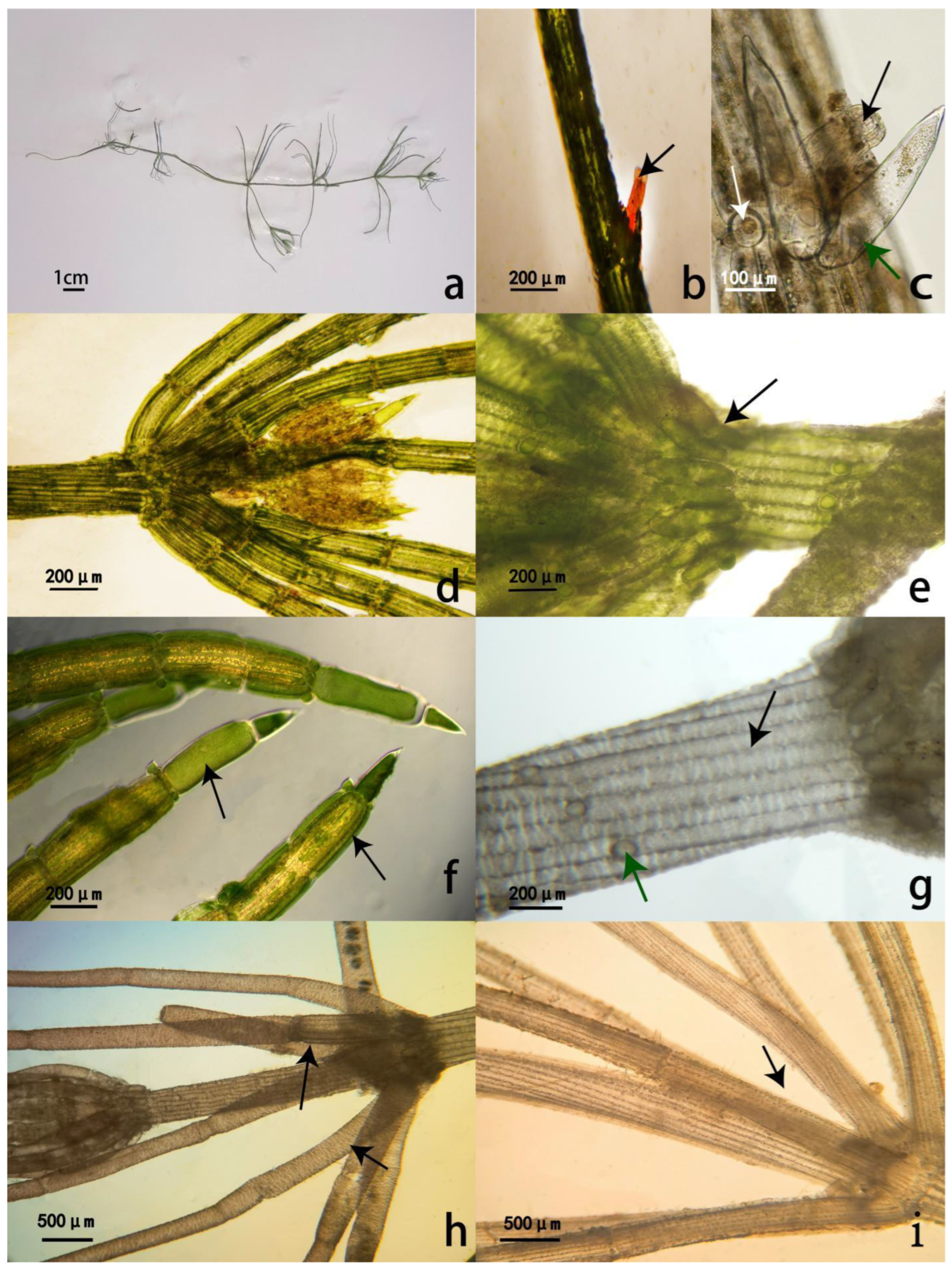 Chara zhengzhouensis (Characeae, Charophyta), a New
