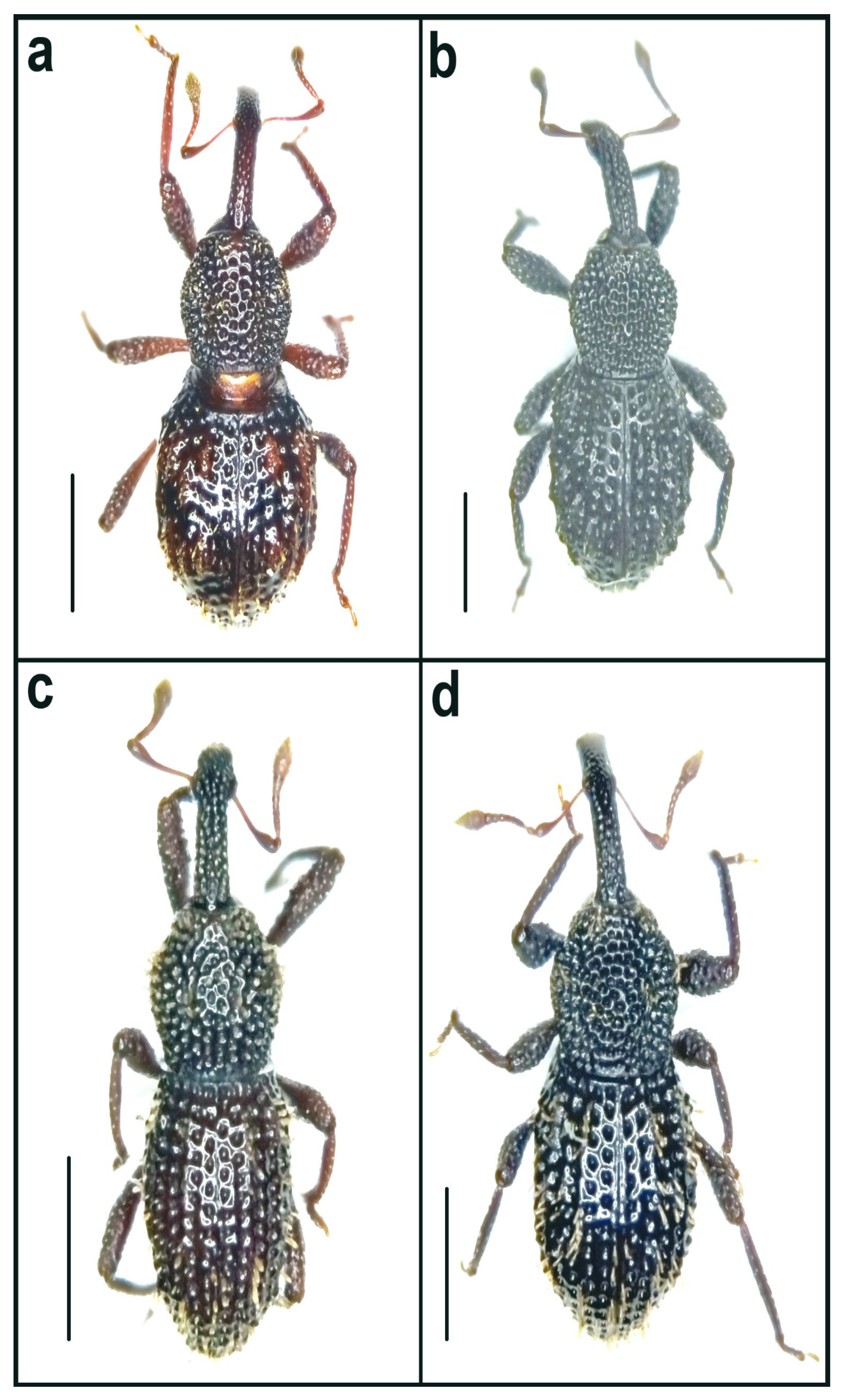Diversity 14 00871 g015