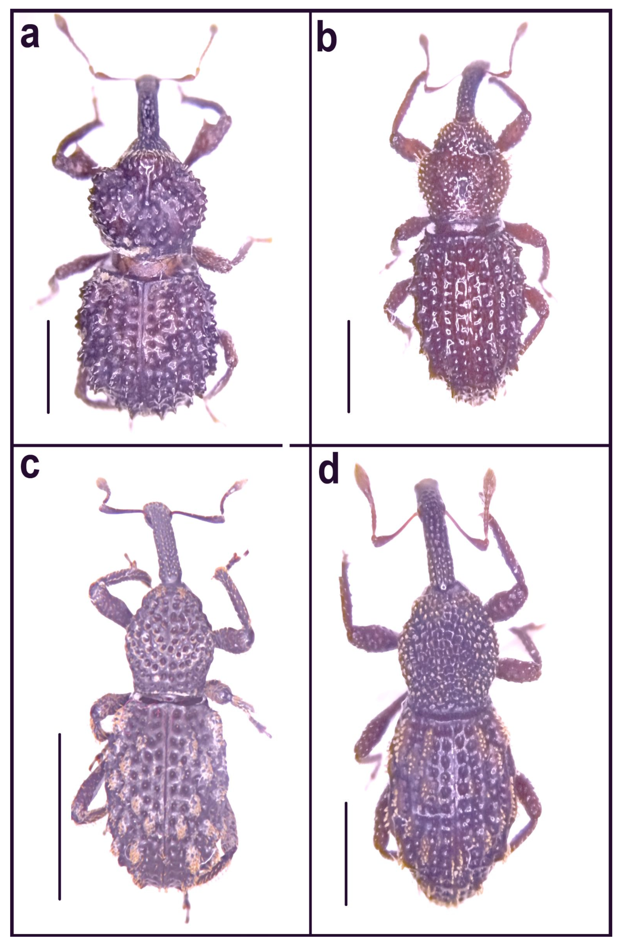 Diversity 14 00871 g016