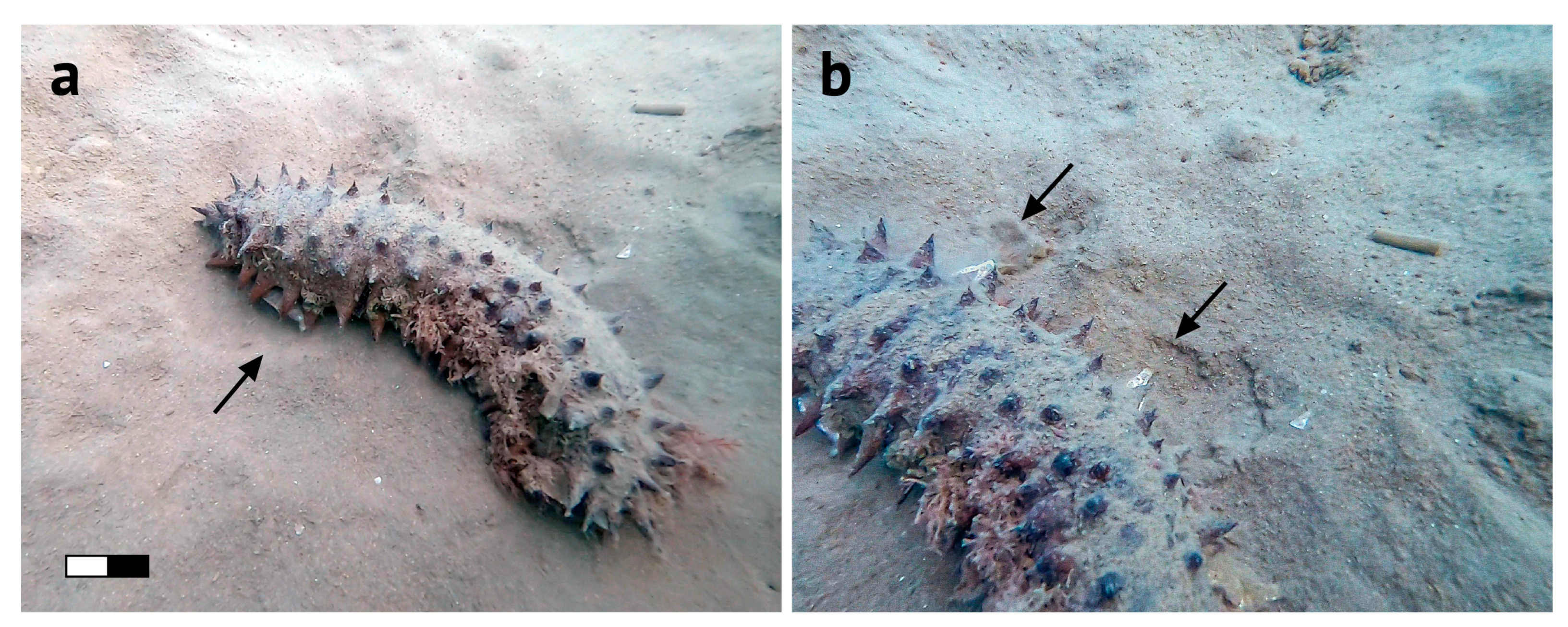 Diversity 14 00872 g001 Diversity 14 00872 g001