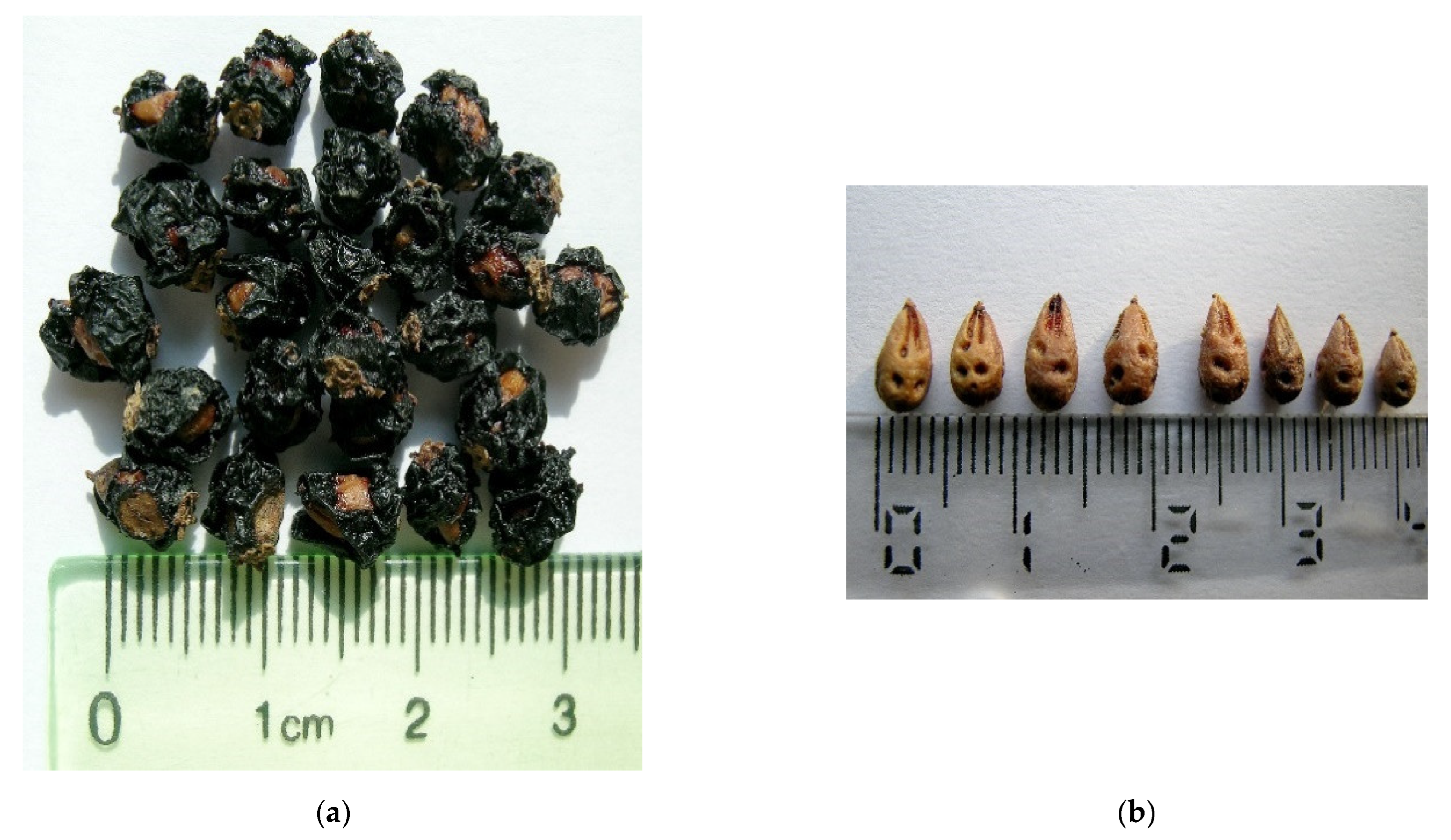 Diversity 14 00882 g006