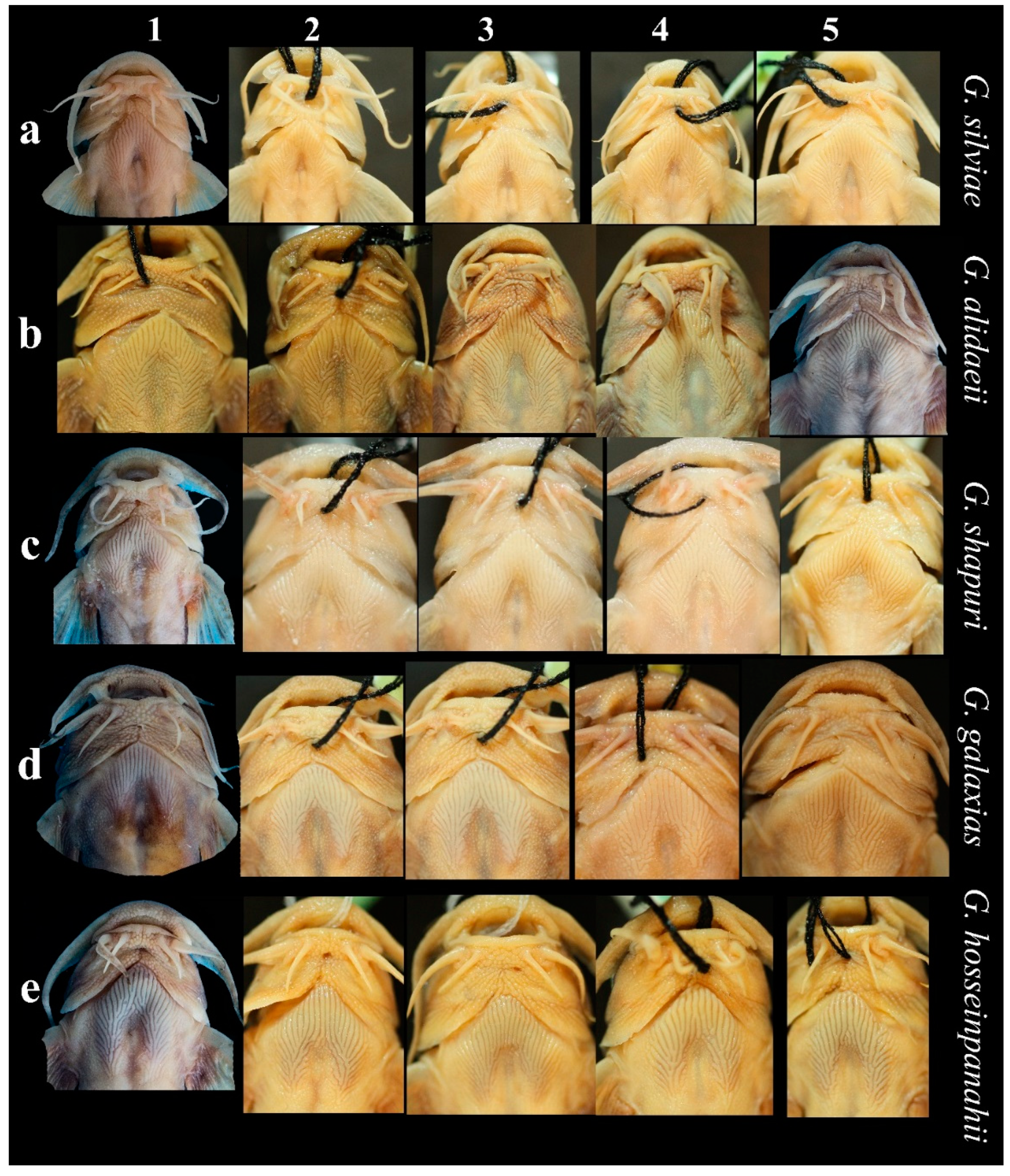 Diversity 14 00884 g005 Diversity 14 00884 g005