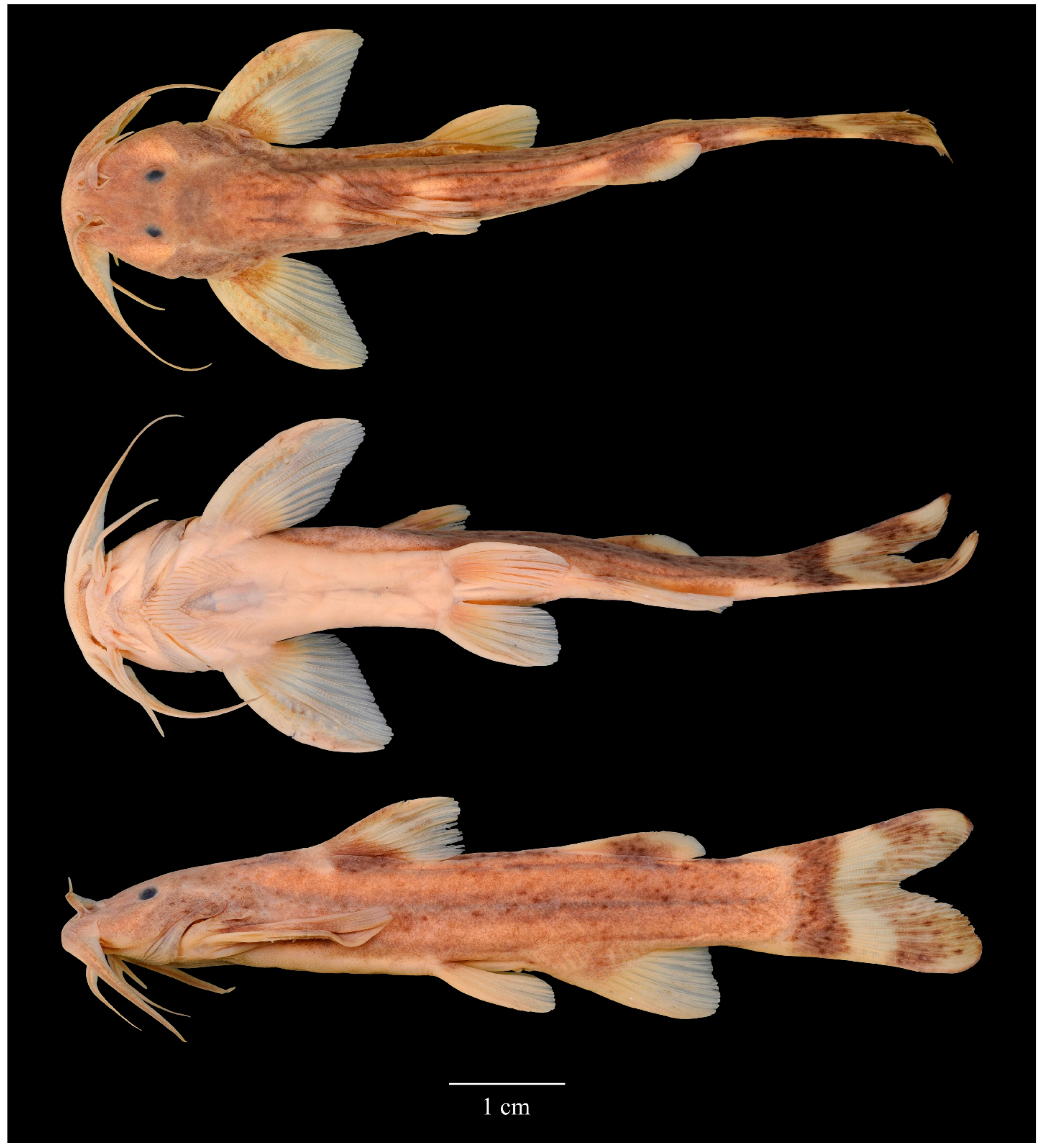 Diversity 14 00884 g007 Diversity 14 00884 g007