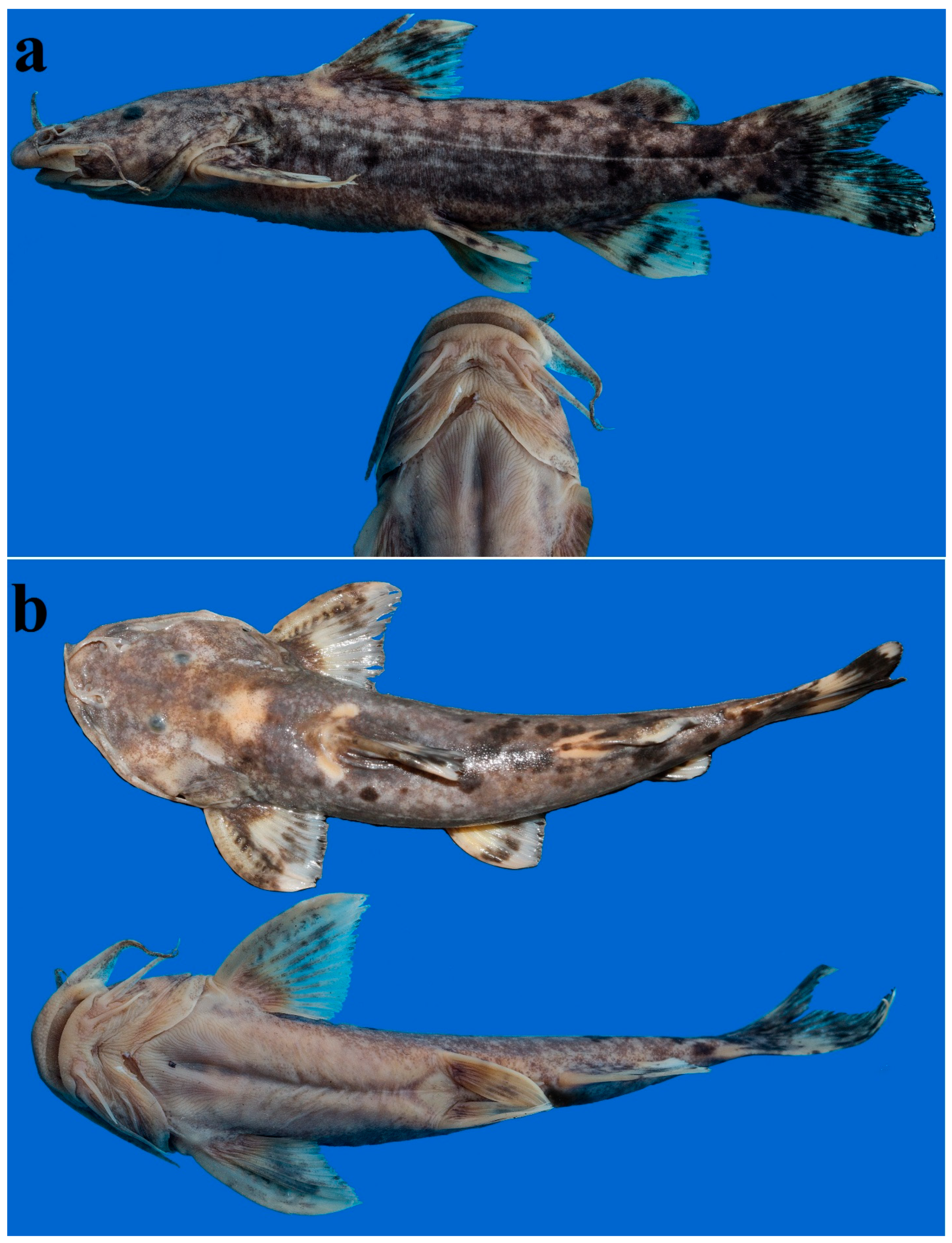 Diversity 14 00884 g008 Diversity 14 00884 g008