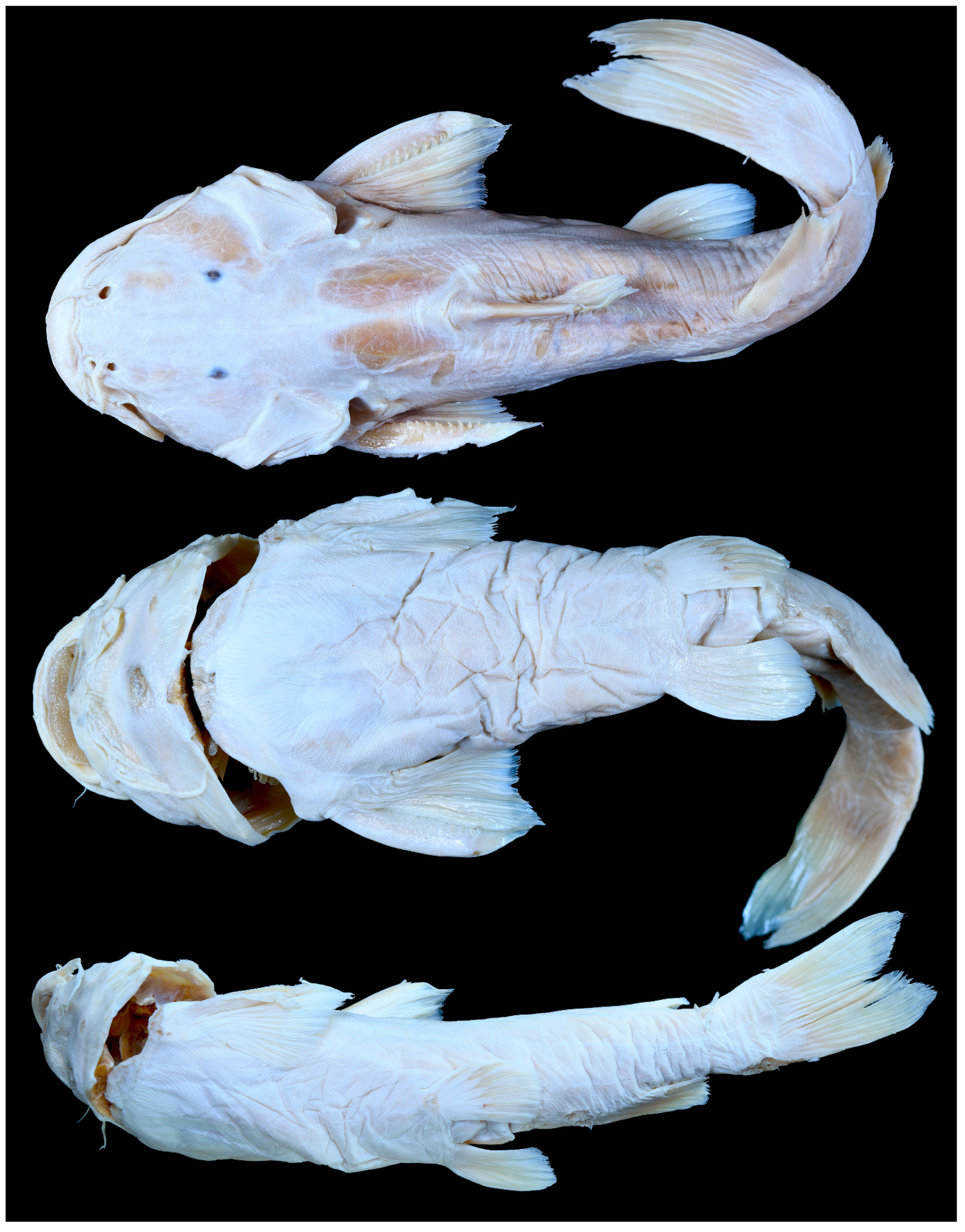 Diversity 14 00884 g009 Diversity 14 00884 g009