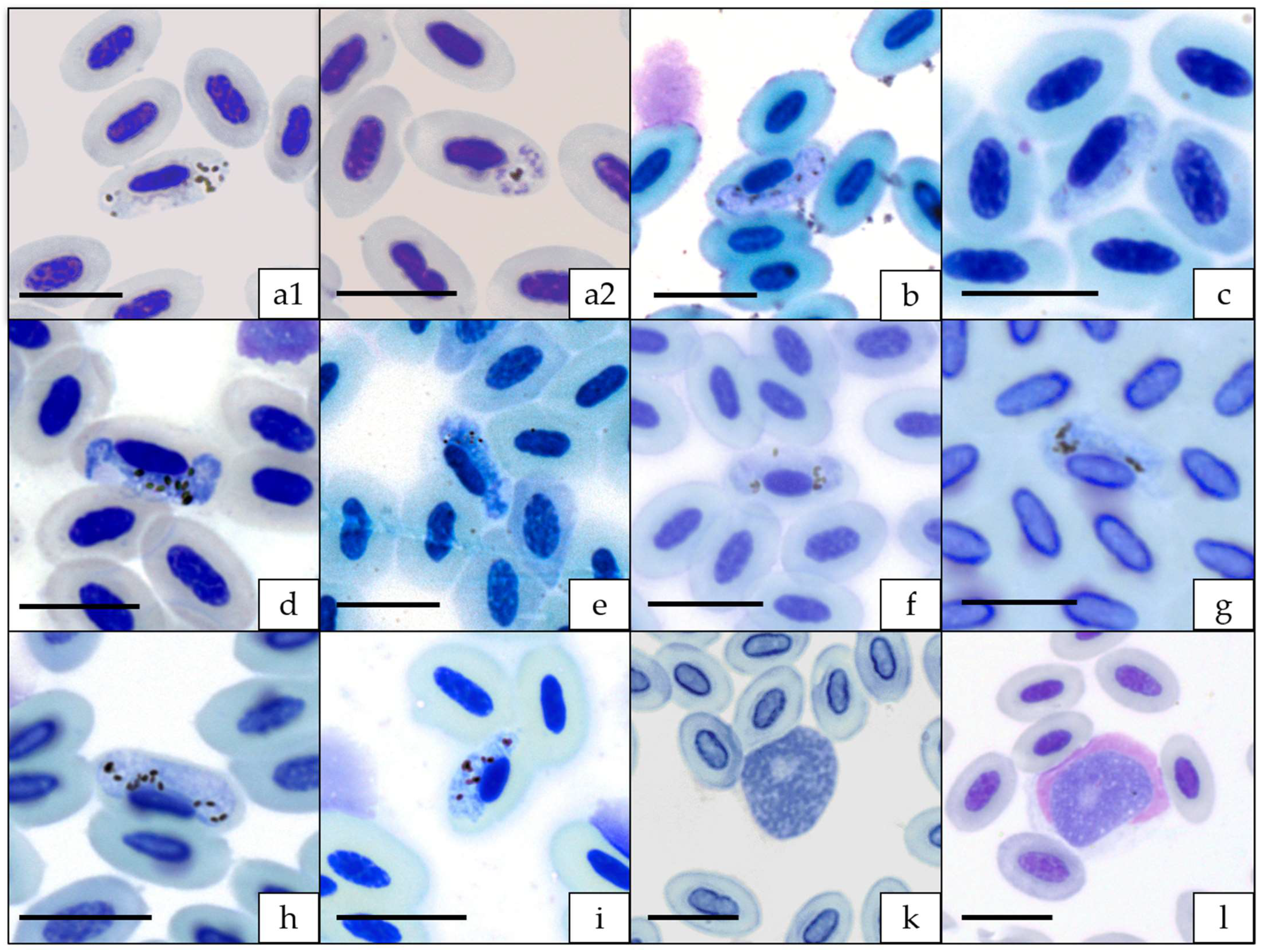 Diversity 14 00888 g001