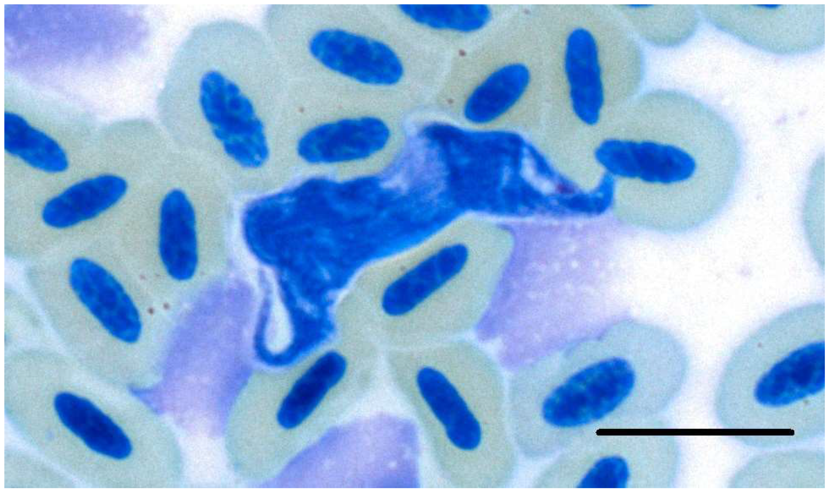 Diversity 14 00888 g004