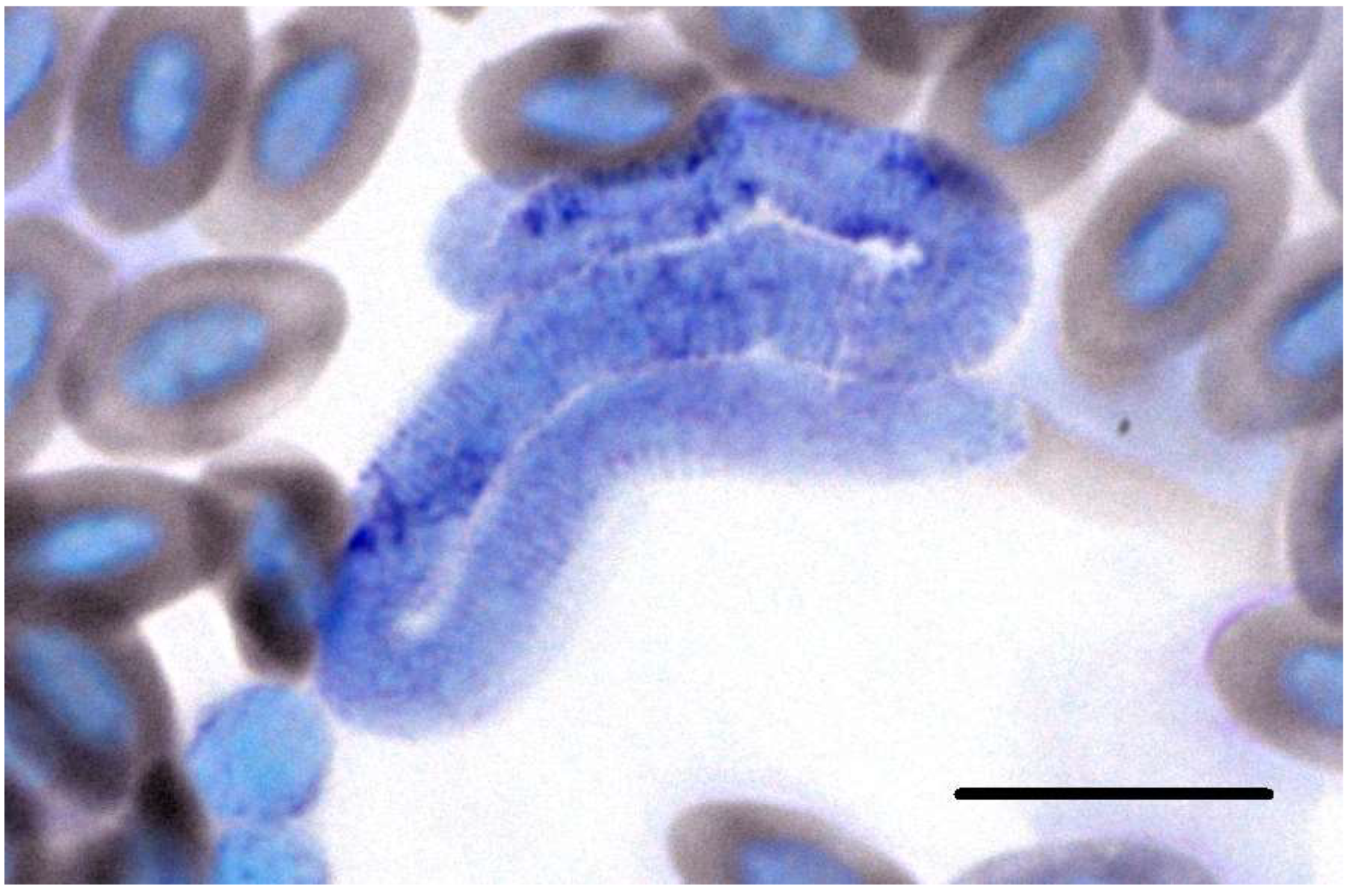 Diversity 14 00888 g006