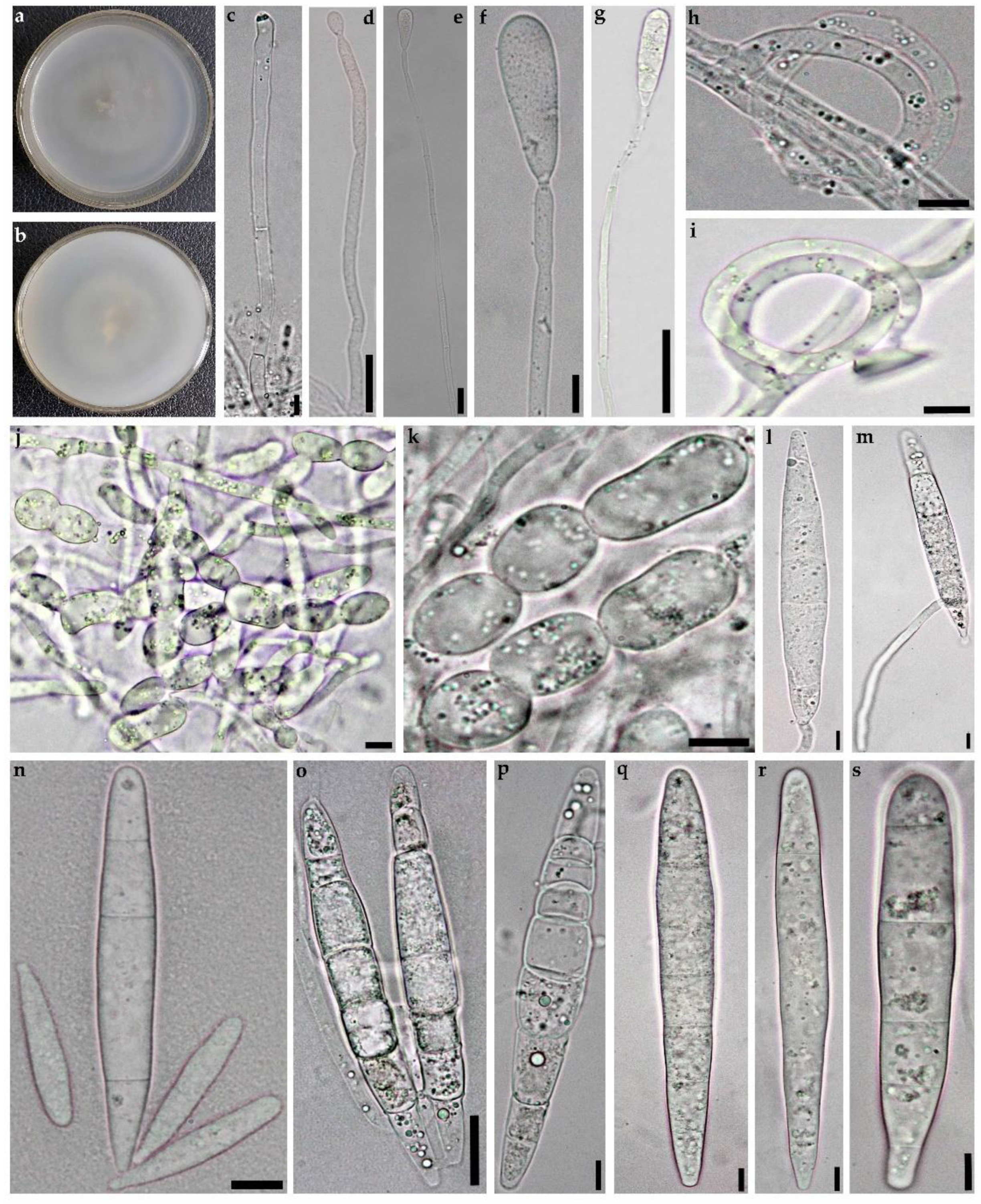Diversity 14 00889 g003