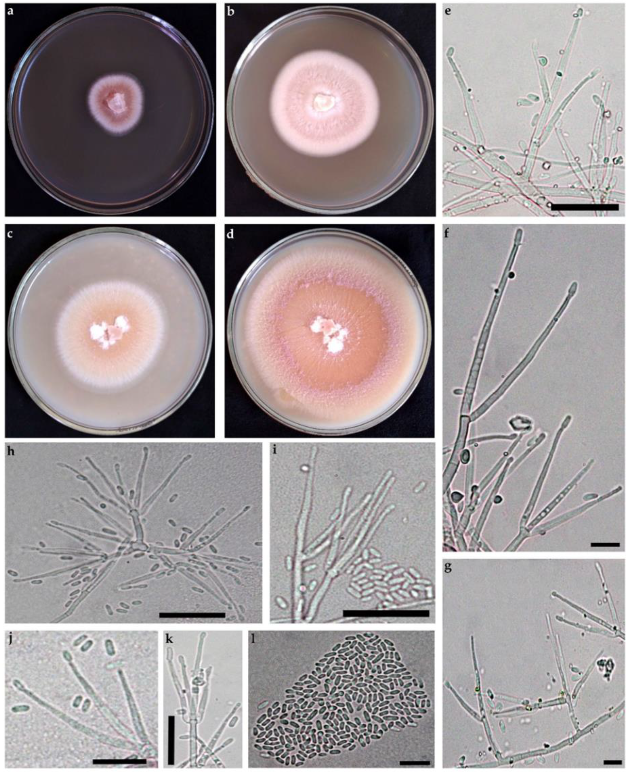 Diversity 14 00889 g004