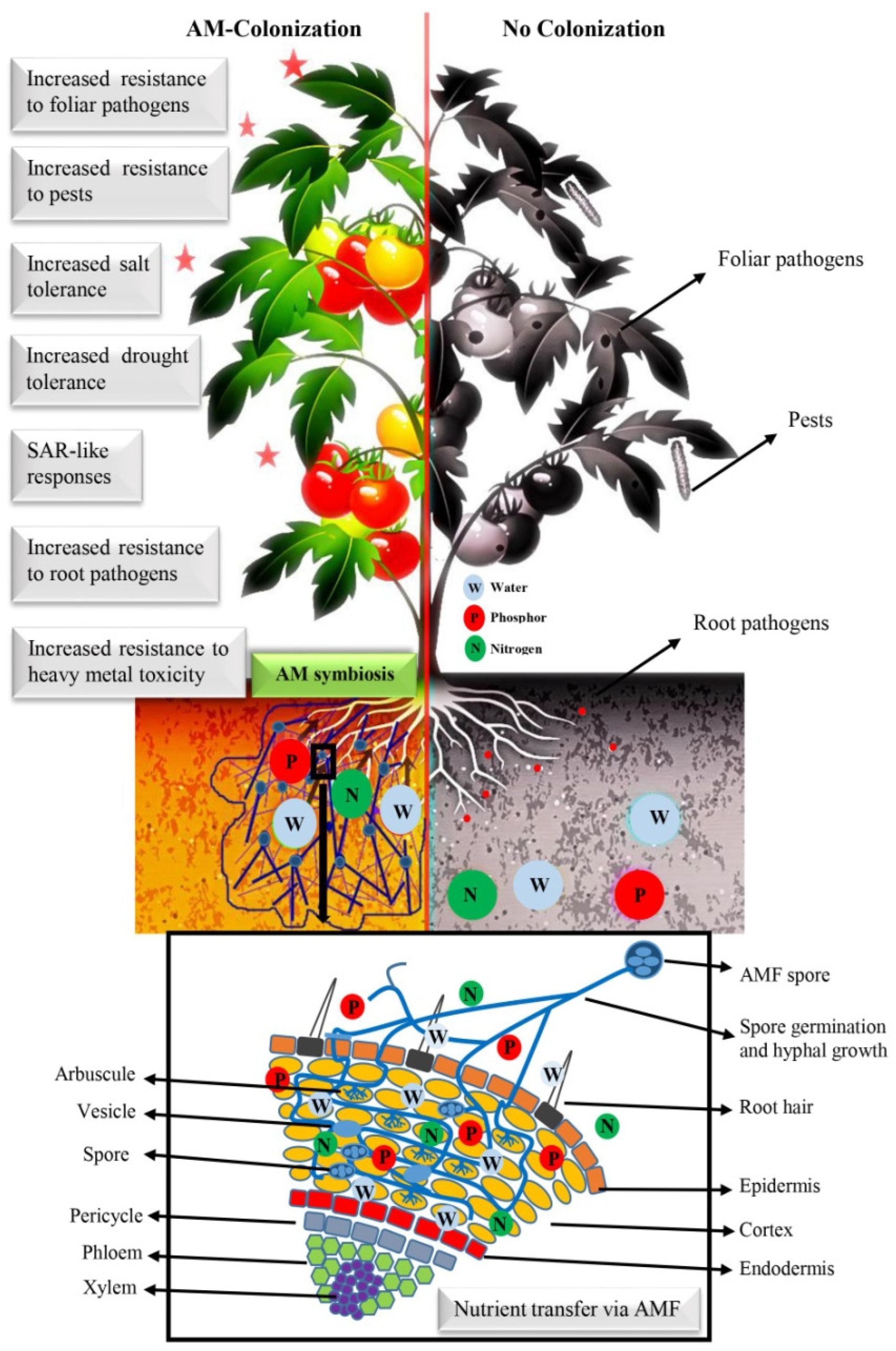 Diversity 14 00898 g001