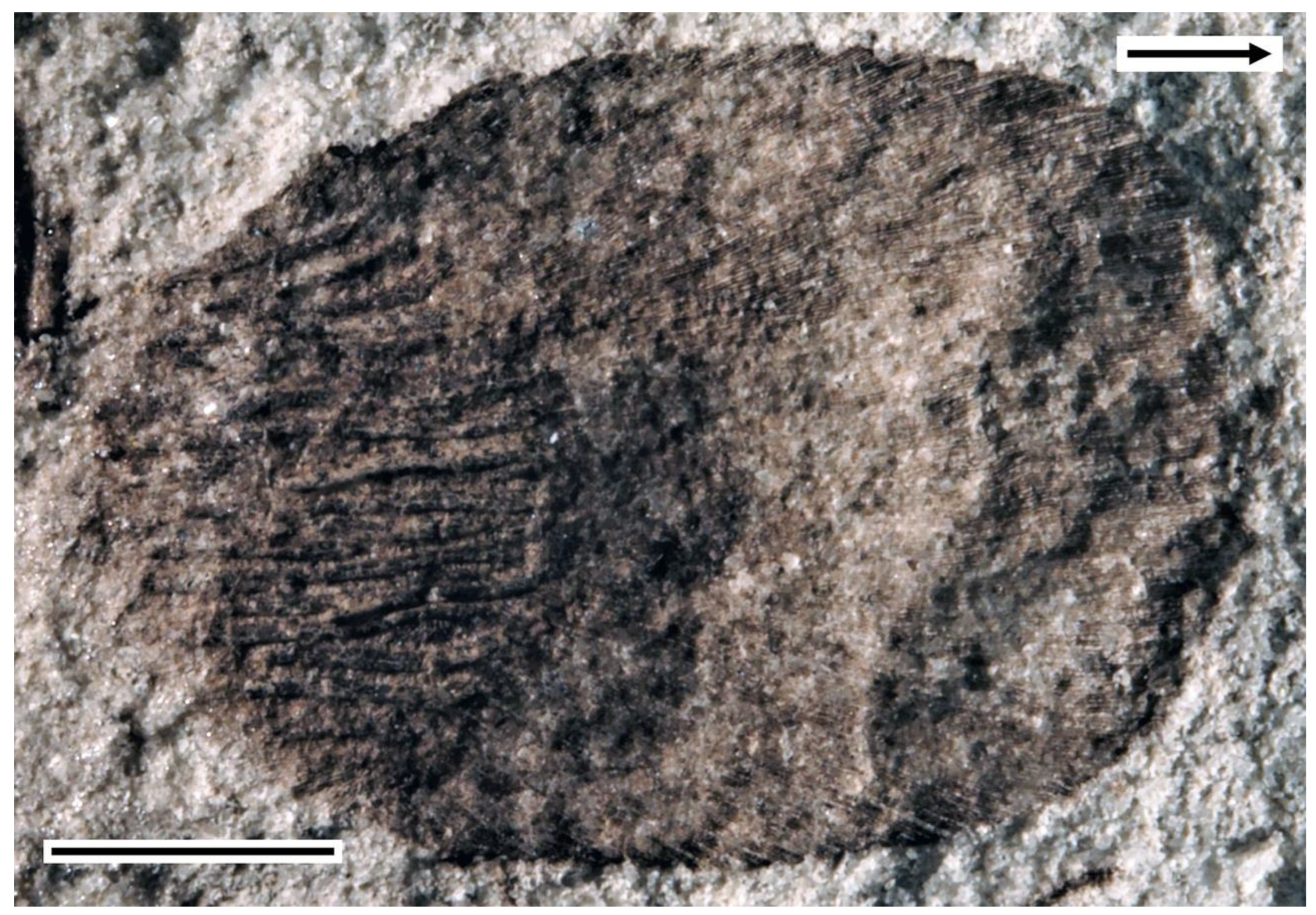 Diversity 14 00901 g006 Diversity 14 00901 g006