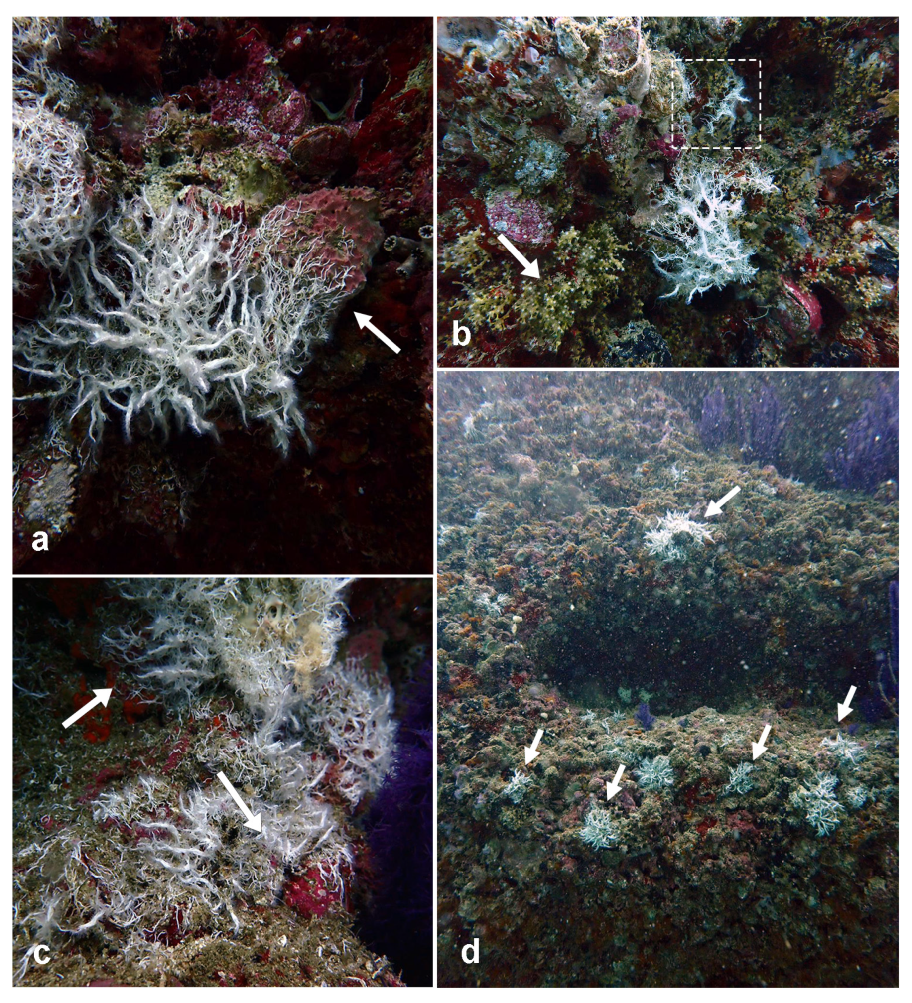 Diversity 14 00902 g003 Diversity 14 00902 g003