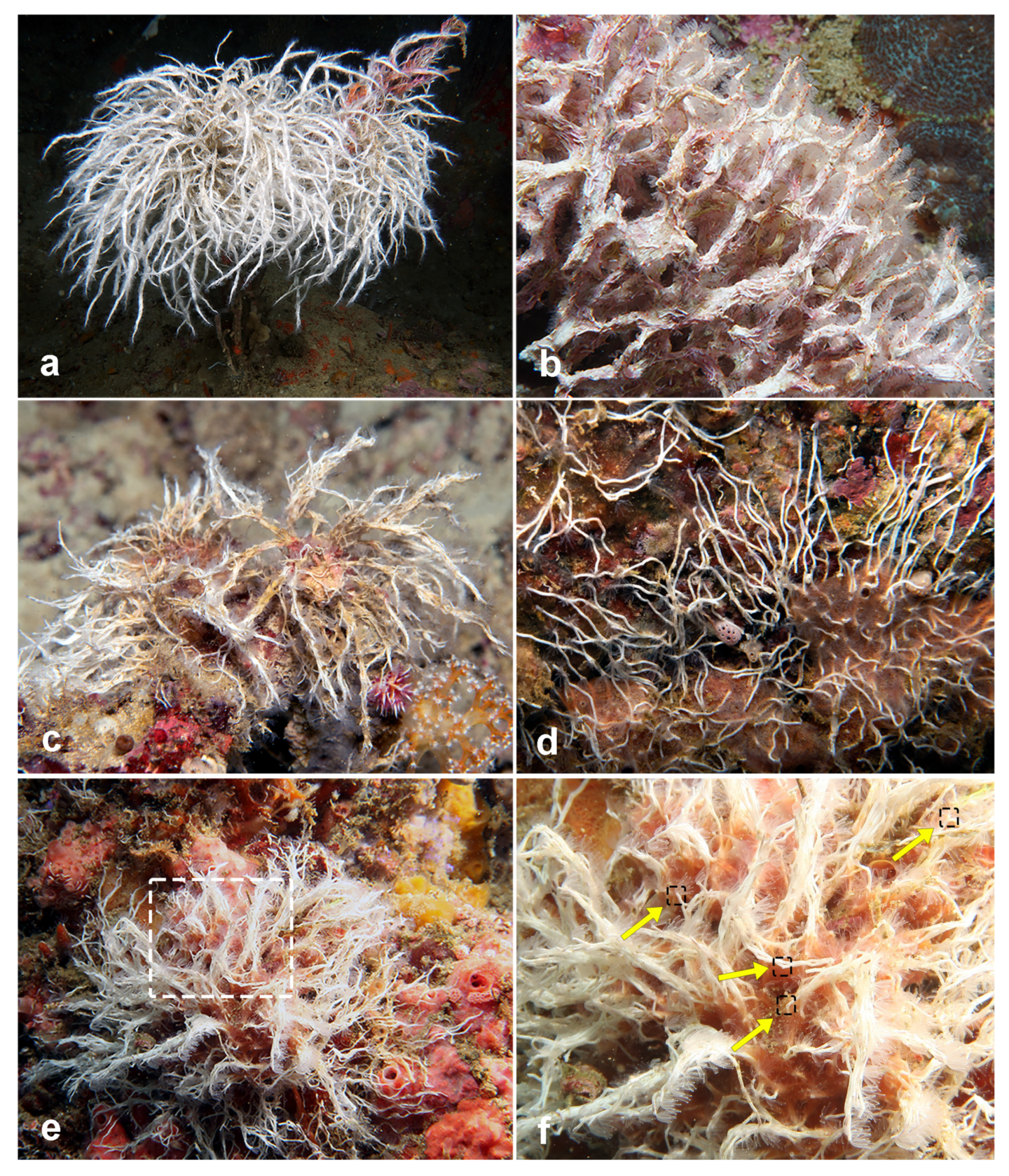 Diversity 14 00902 g004 Diversity 14 00902 g004