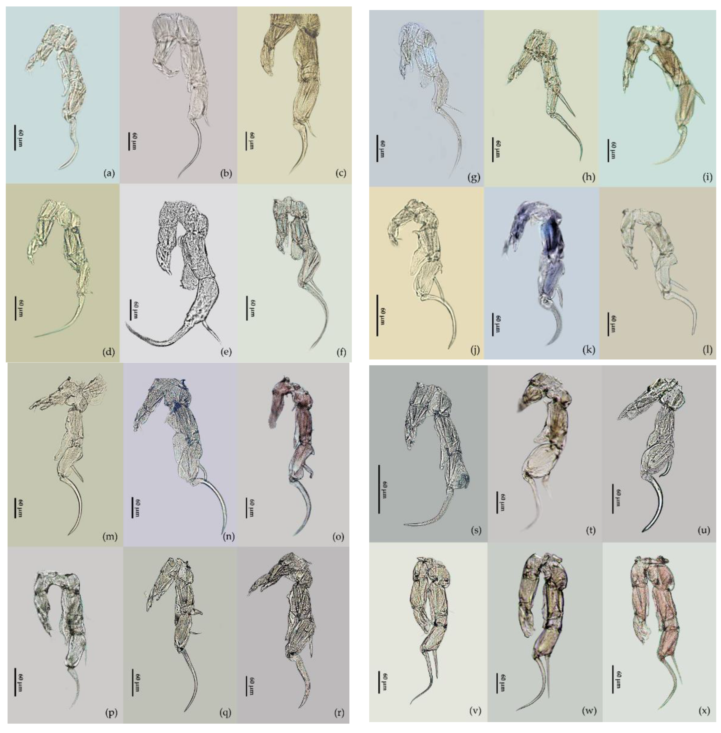 Diversity 14 00903 g002 Diversity 14 00903 g002