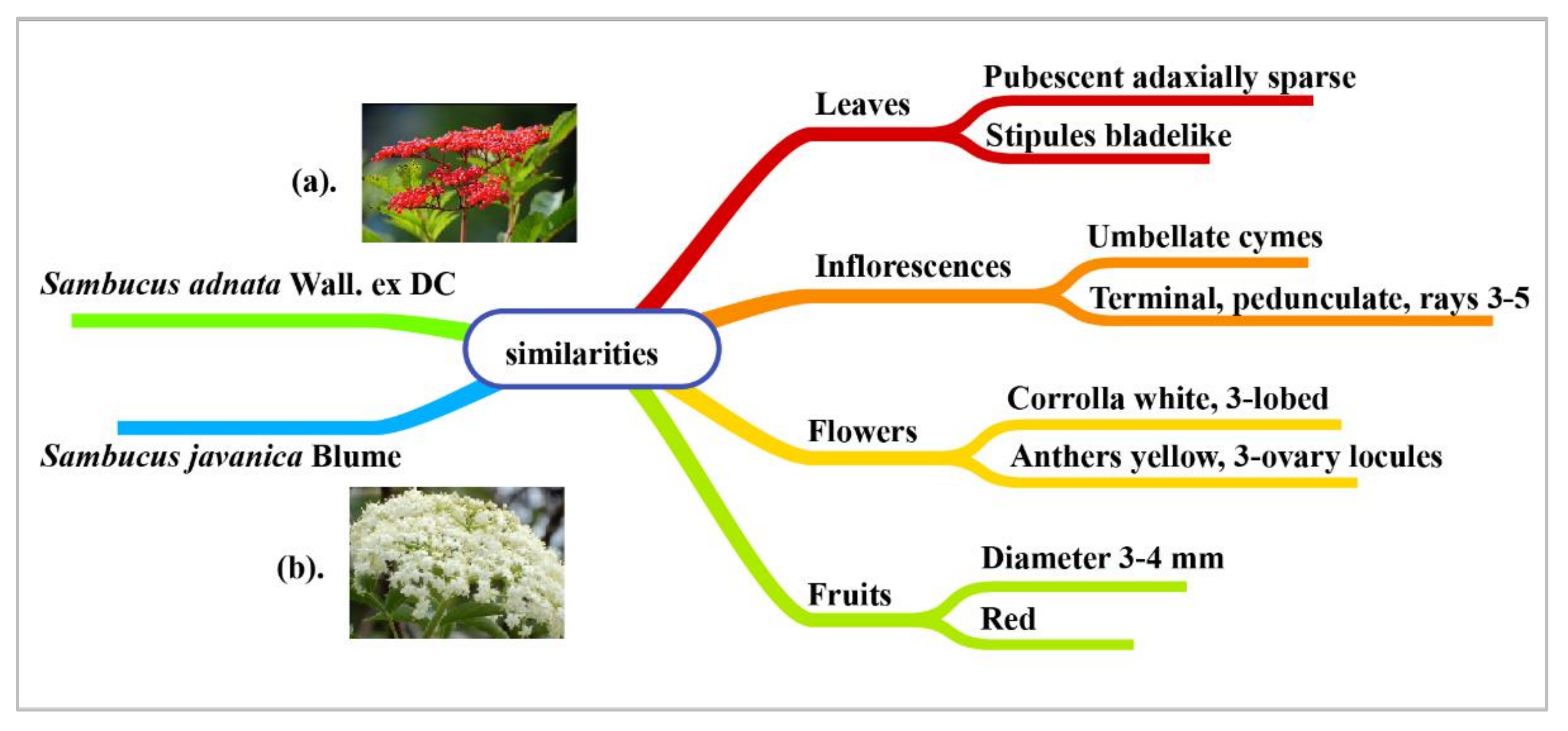 Diversity 14 00906 g006 Diversity 14 00906 g006