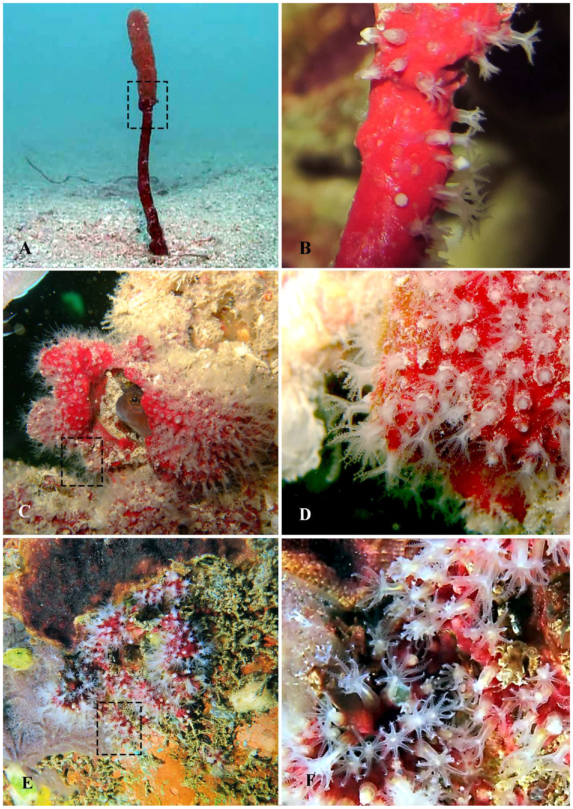 Diversity 14 00909 g002