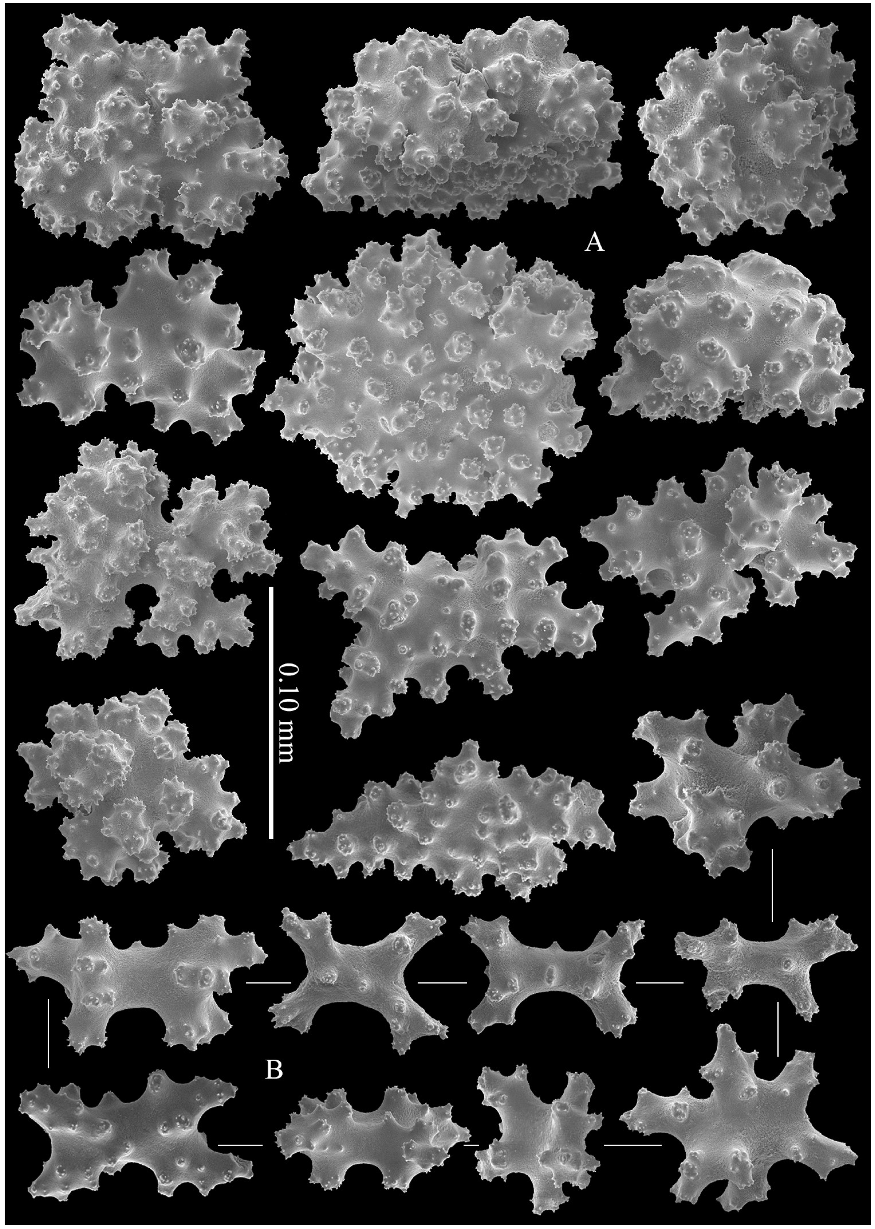 Diversity 14 00909 g004