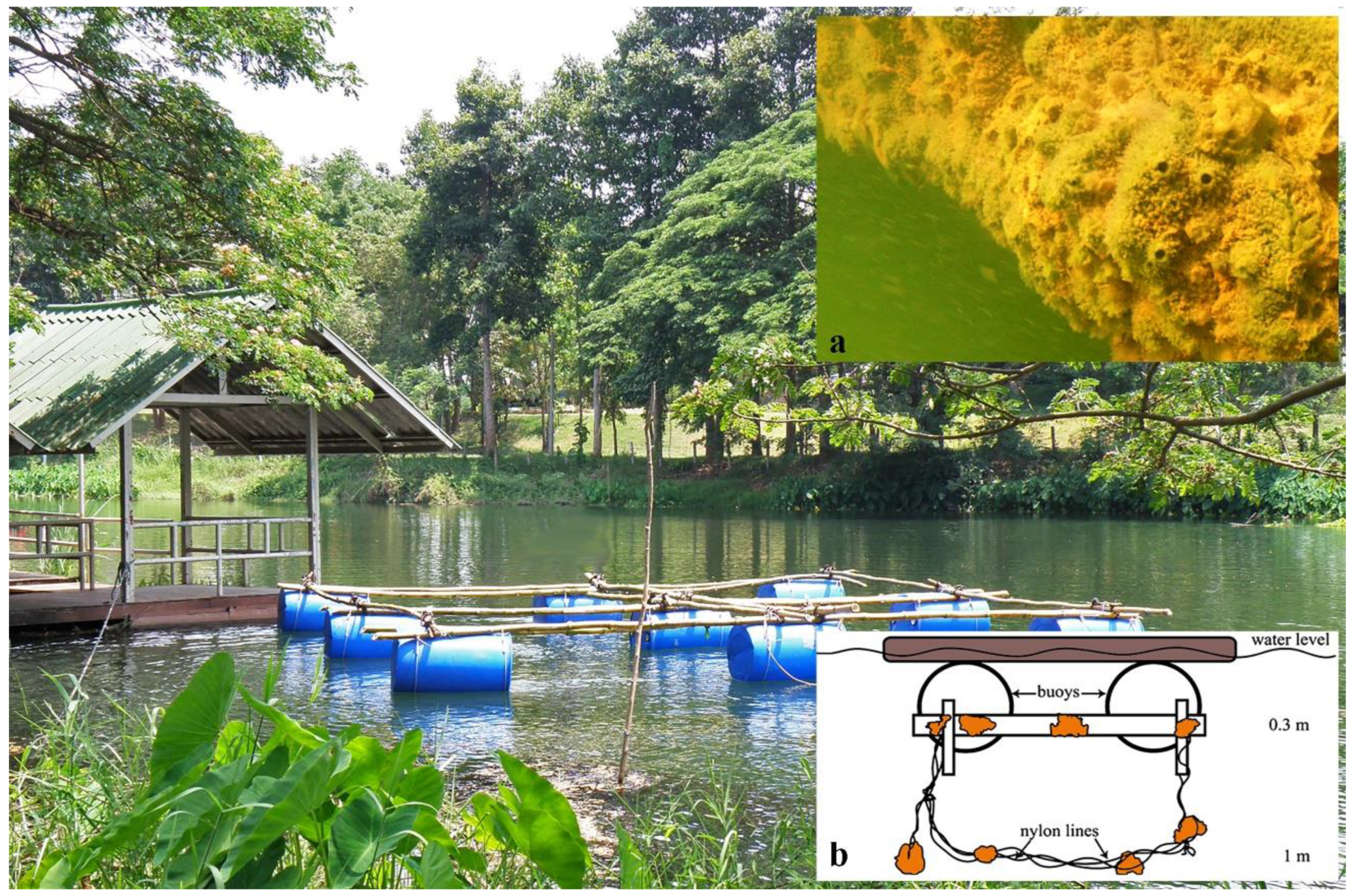 Diversity 14 00911 g002 Diversity 14 00911 g002