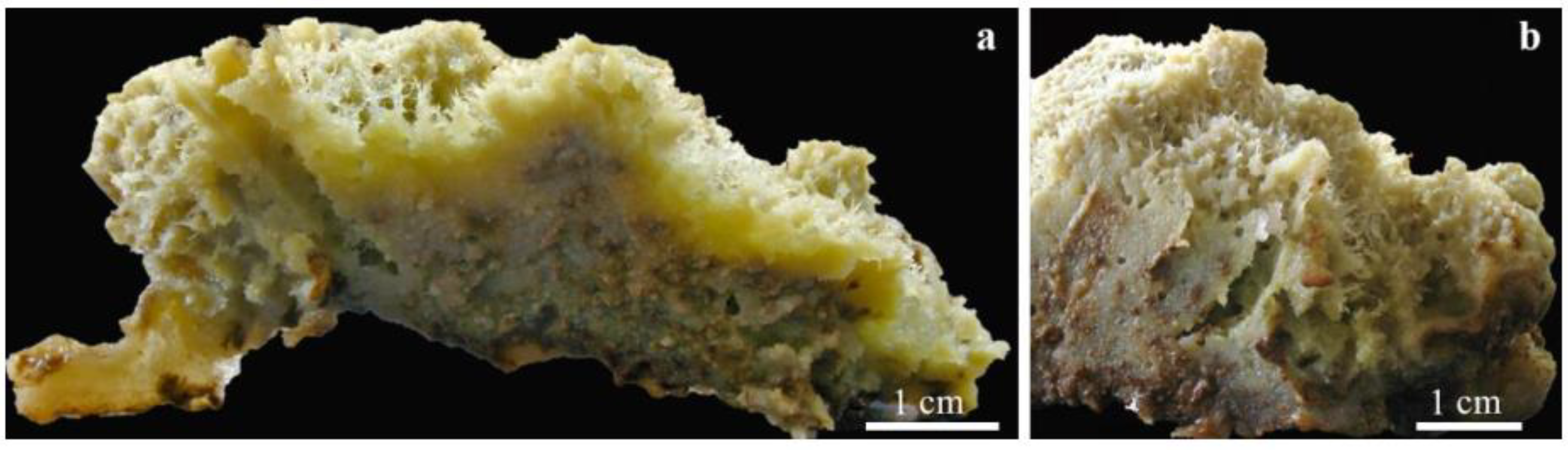 Diversity 14 00911 g004 Diversity 14 00911 g004