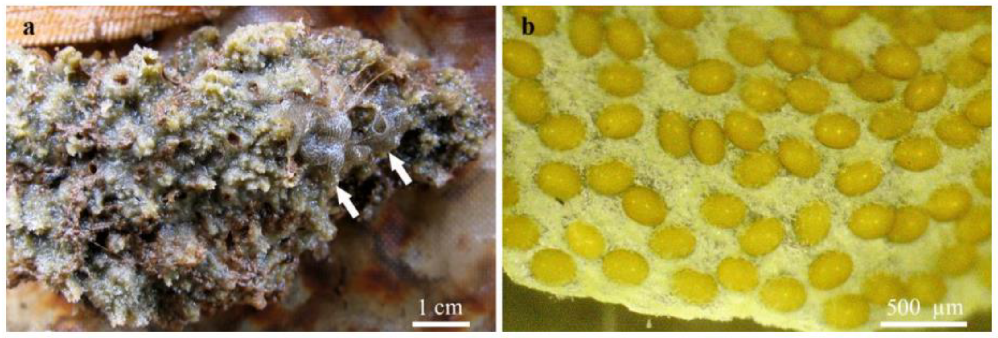 Diversity 14 00911 g006 Diversity 14 00911 g006