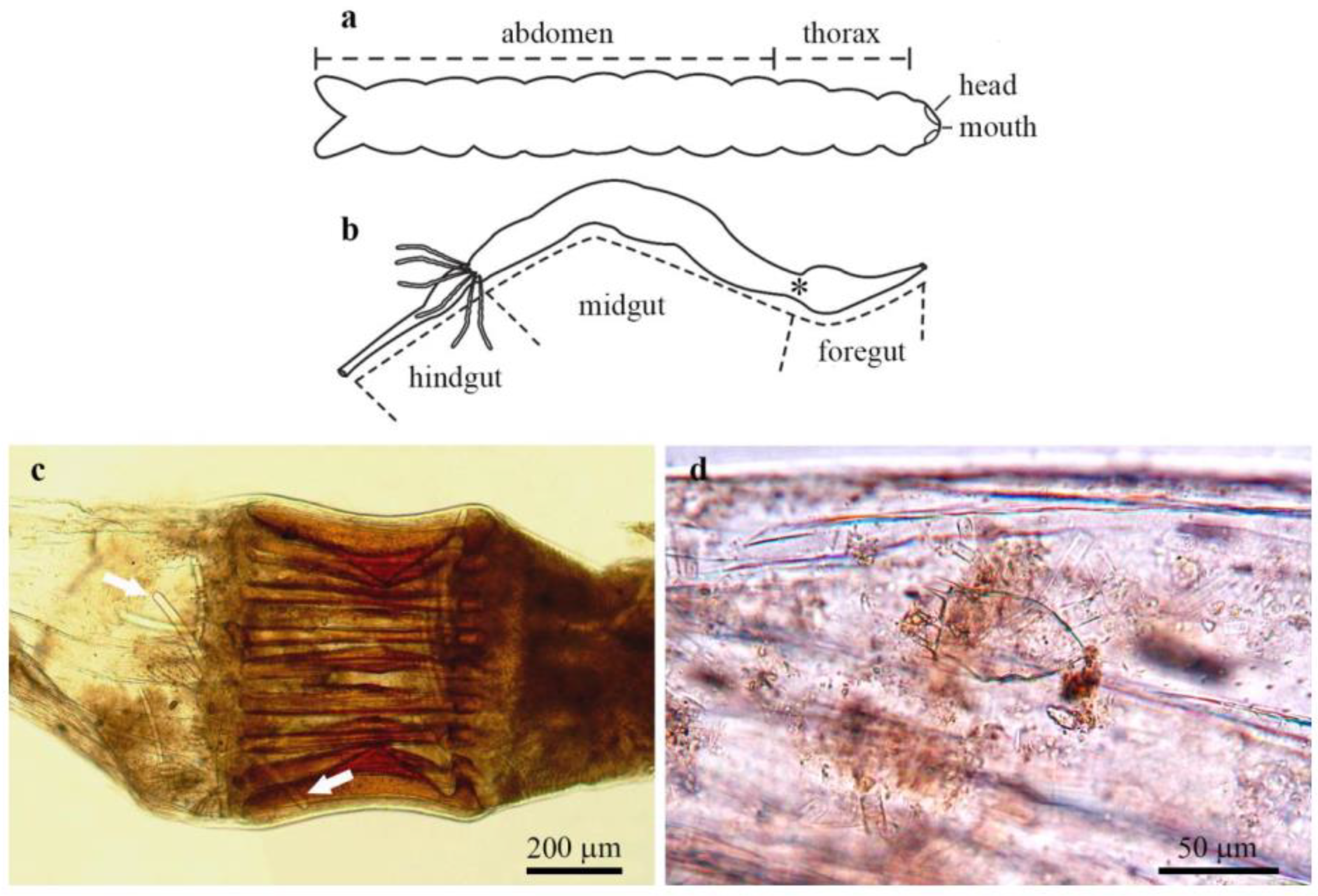 Diversity 14 00911 g008 Diversity 14 00911 g008
