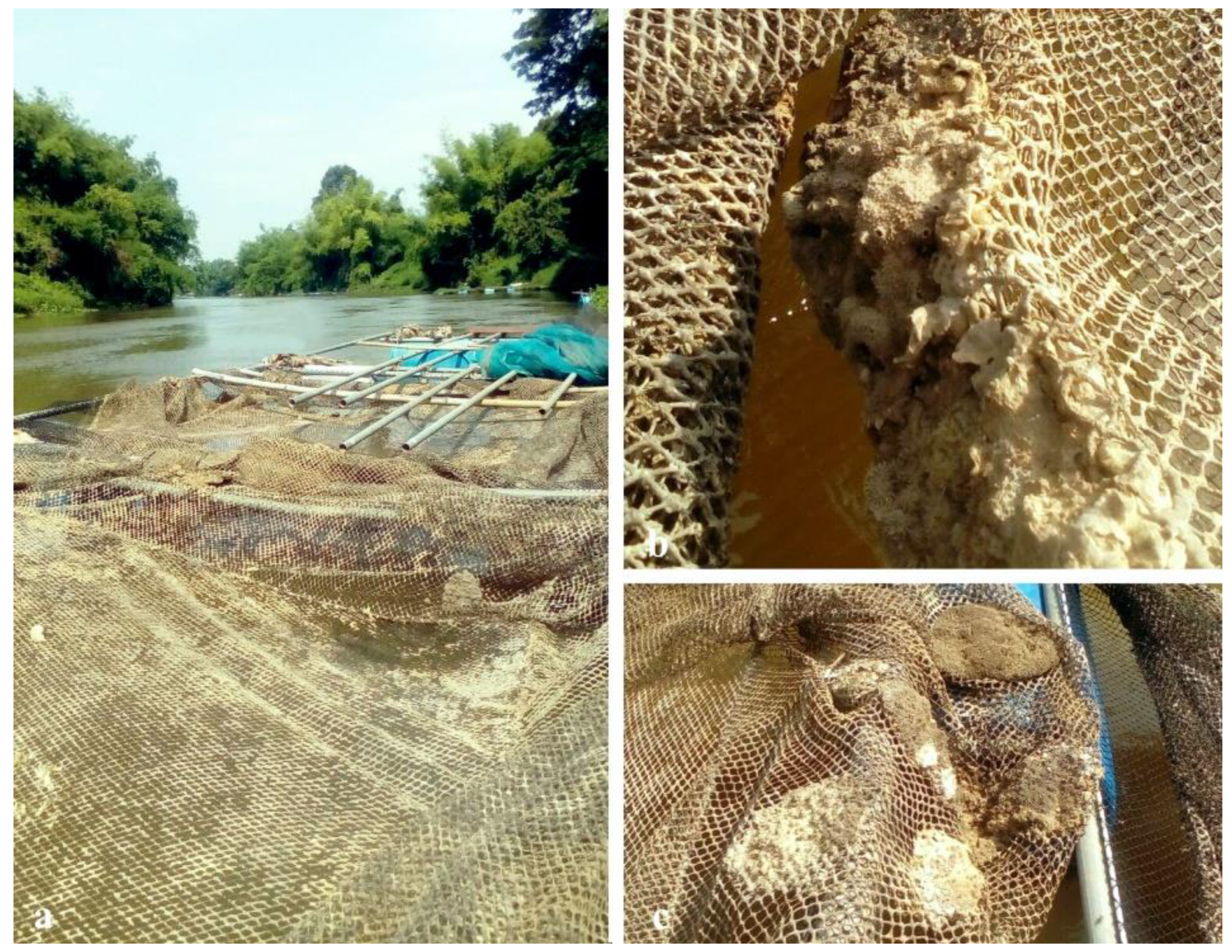 Diversity 14 00911 g010 Diversity 14 00911 g010