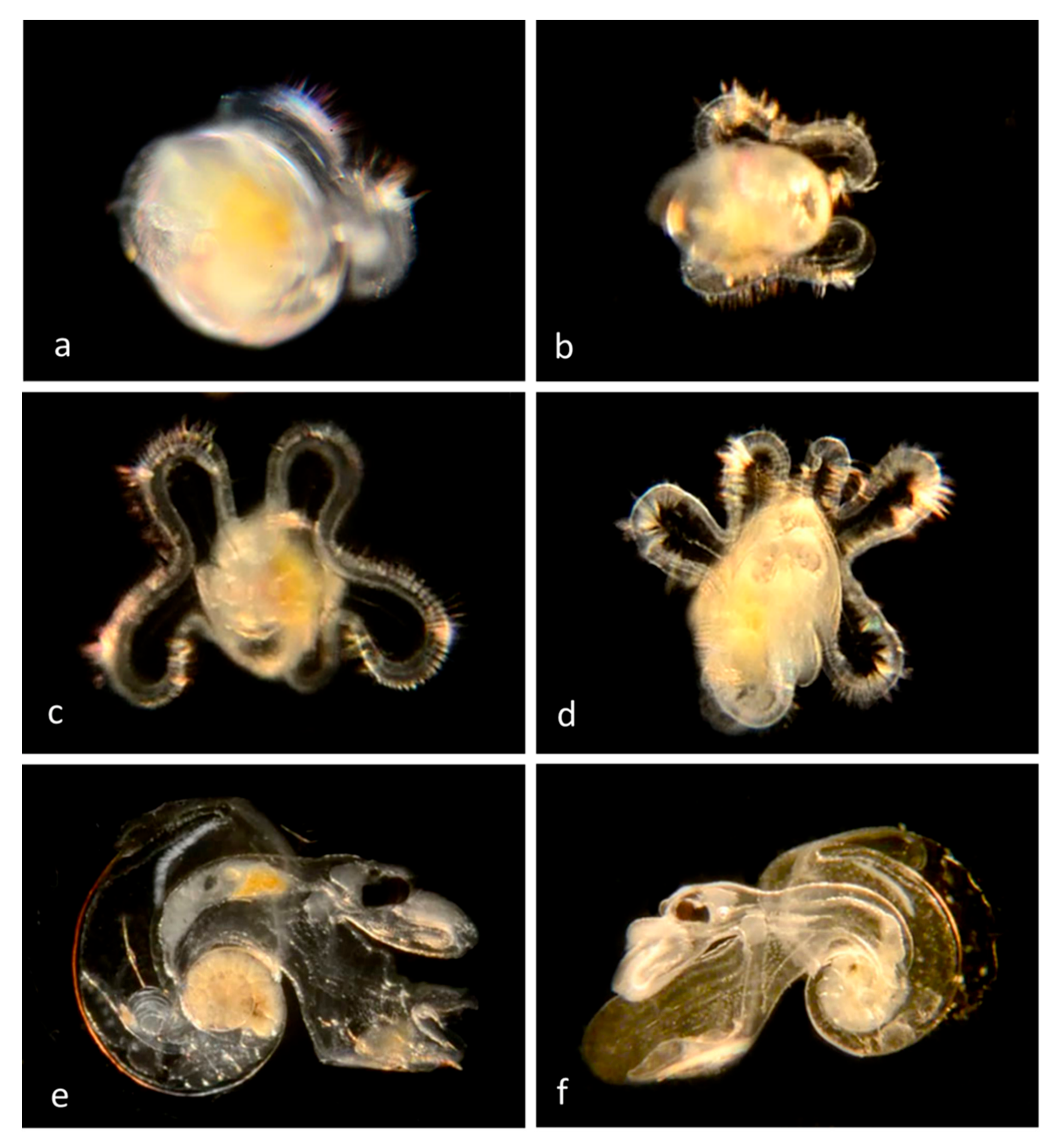 Diversity 14 00912 g003