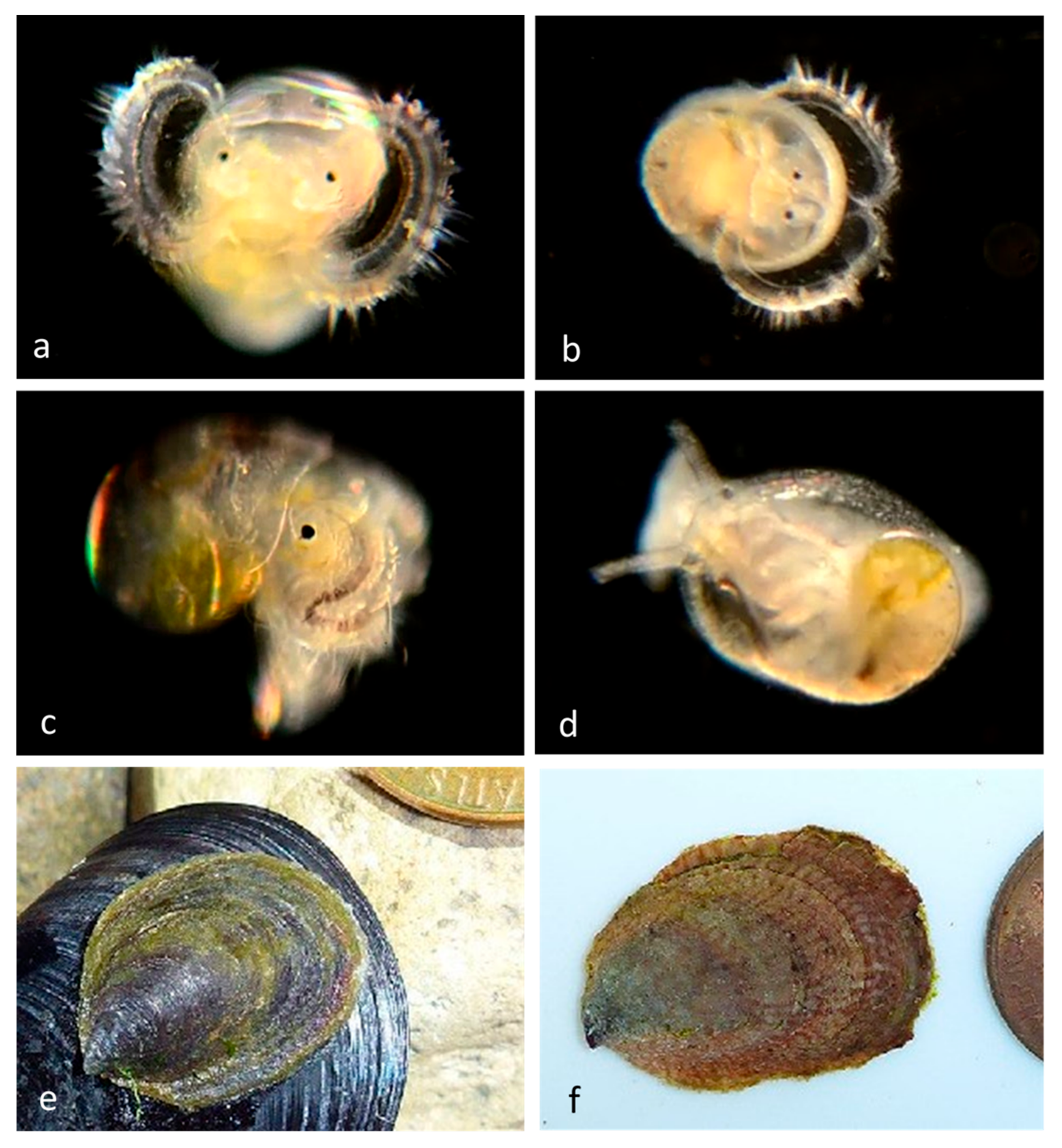 Diversity 14 00912 g004